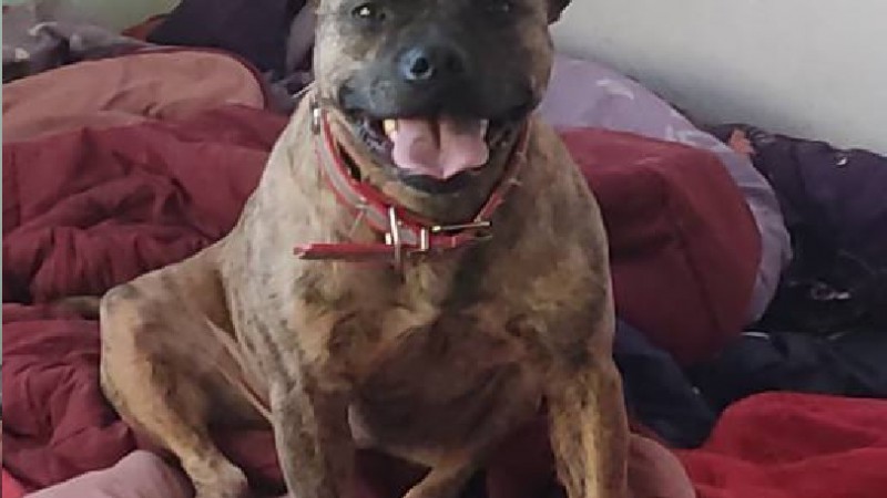 "Con el dolor del alma": tuvo que dar en adopción a "Kimba" porque no puede cubrir sus necesidades