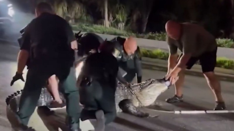 Susto en Estados Unidos: policías retiraron de la calle a un caimán de casi cuatro metros de largo