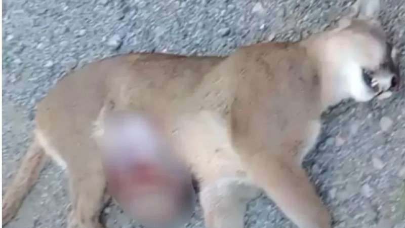 Murió una puma preñada atropellada, buscan al conductor y una cría sobrevivió