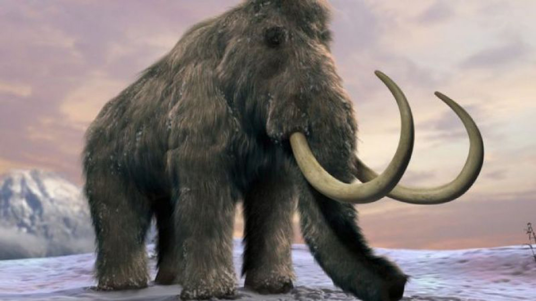 Científicos quieren traer nuevamente al mundo a los Mamut