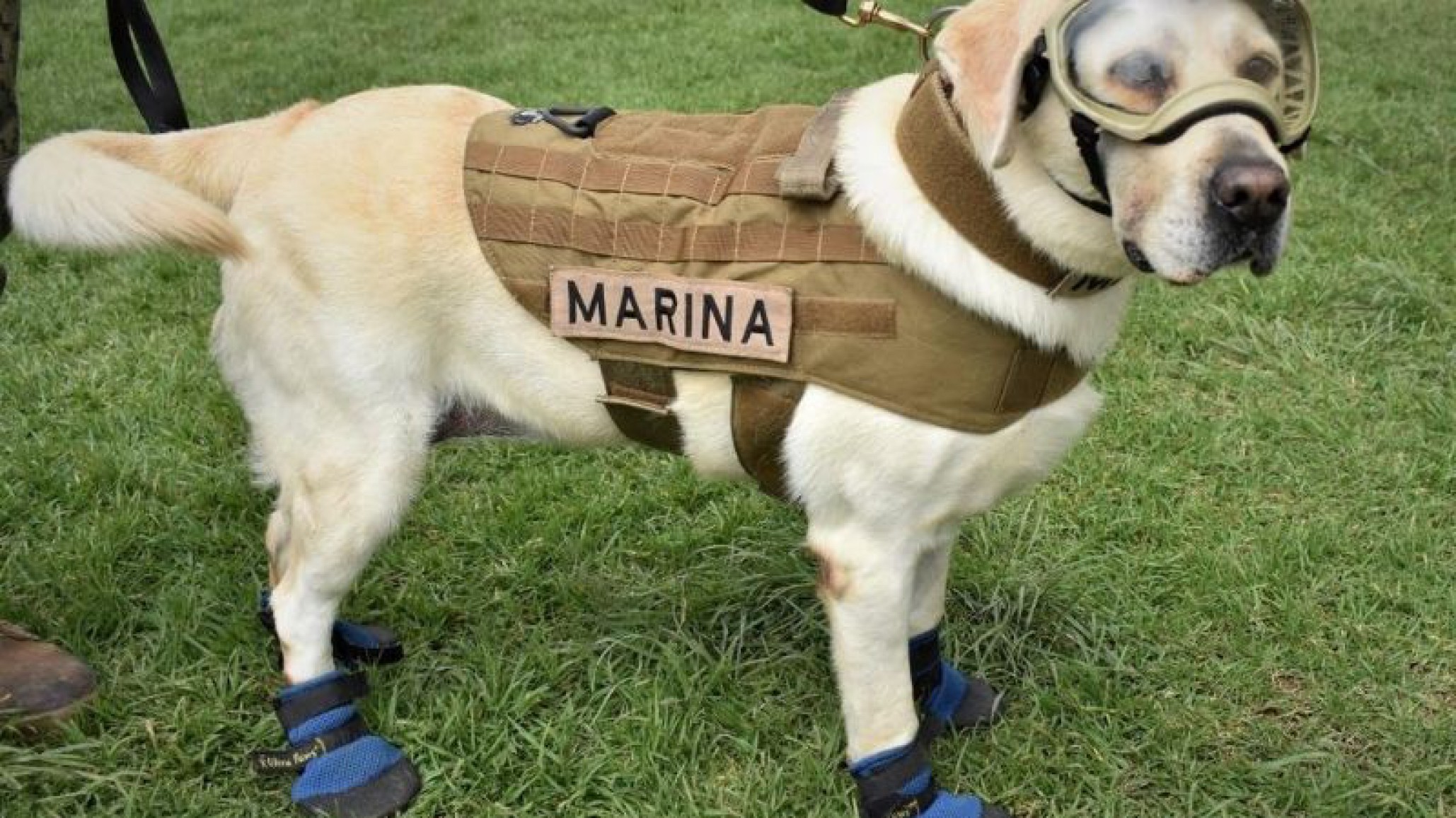 ¿Qué ha sido de la vida “Frida”? La perra rescatista mexicana