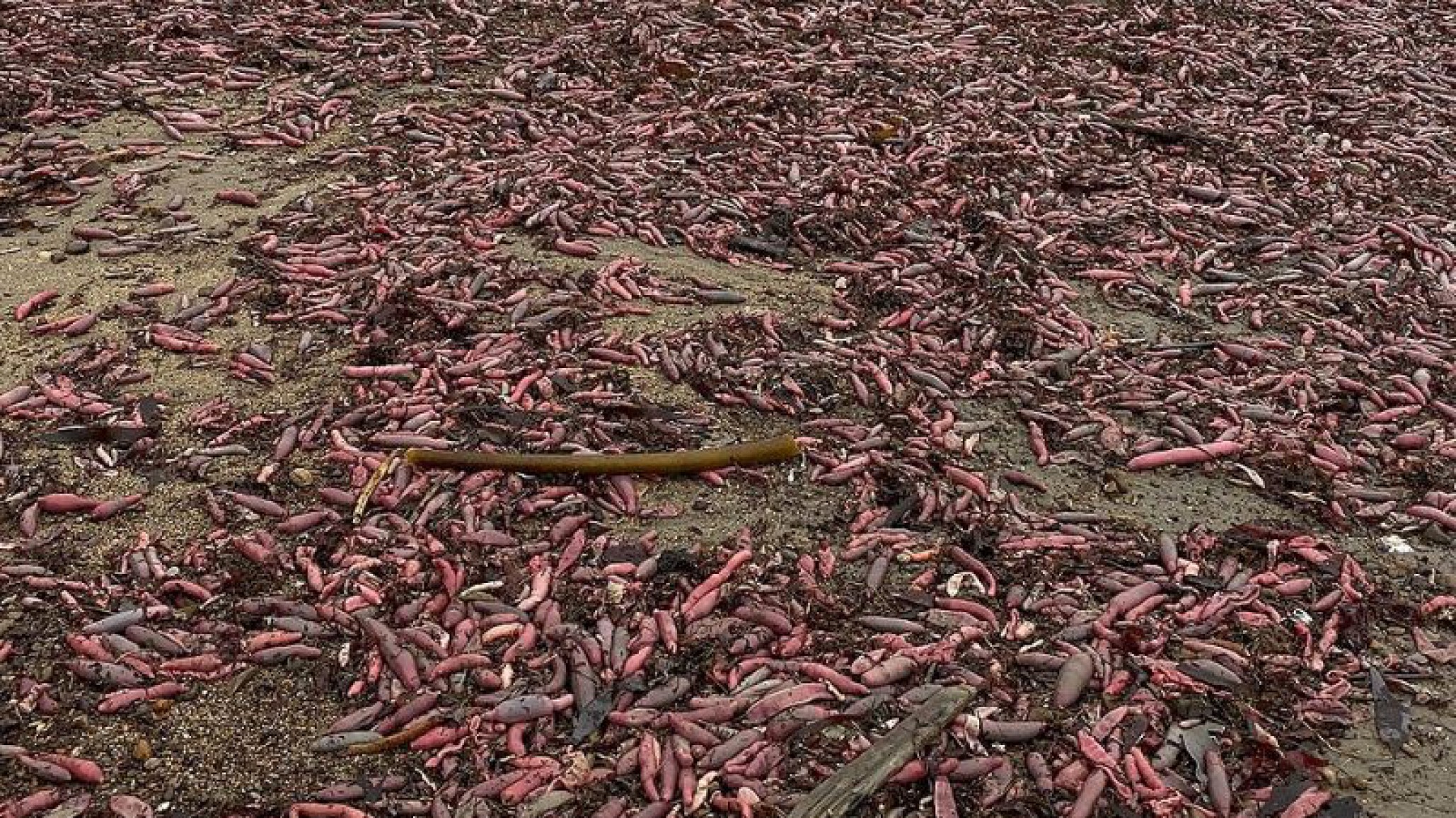 ¡Increíble video! “Peces pene” aparecieron encallados en las costas de California