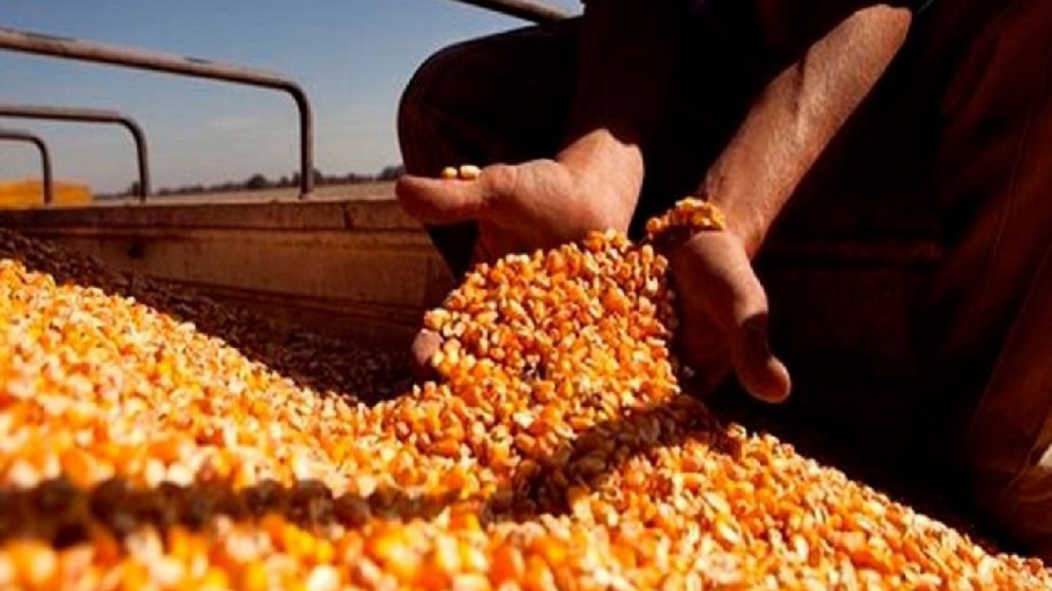 Pese a la pandemia las exportaciones de maíz alcanzaron un nuevo récord