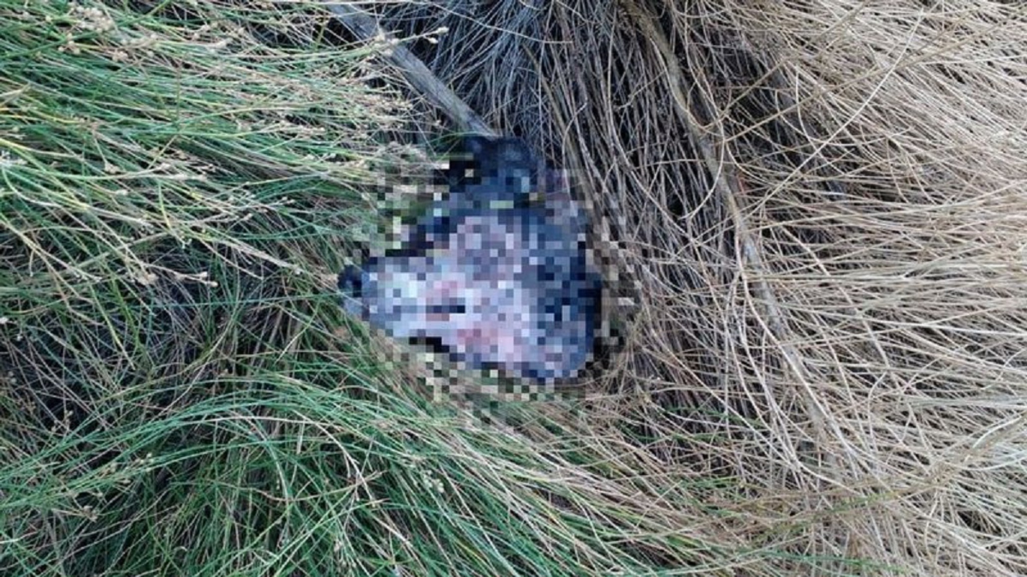 Maltrato animal: Hallan a una perra descuartizada