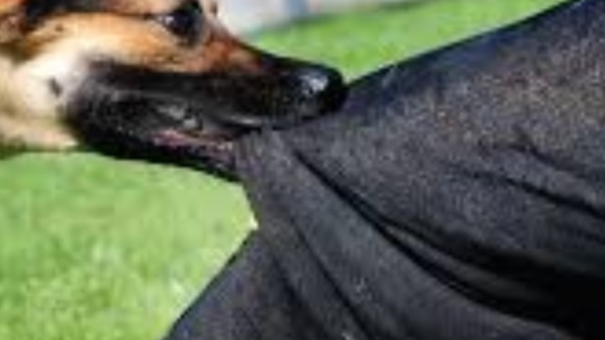 Dos perros mataron a su dueña de 55 años cuando les daba de comer