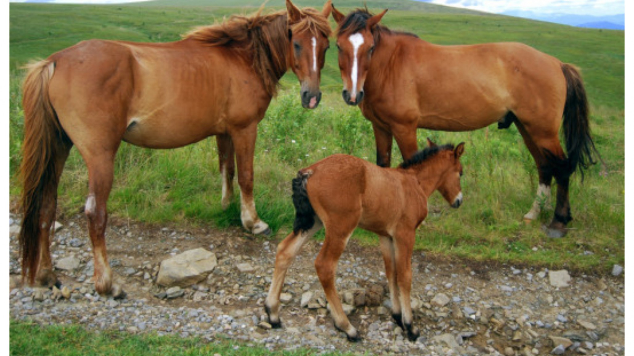 Maltrato animal: cortó a un potrillo en los genitales porque se acercó a su yegua