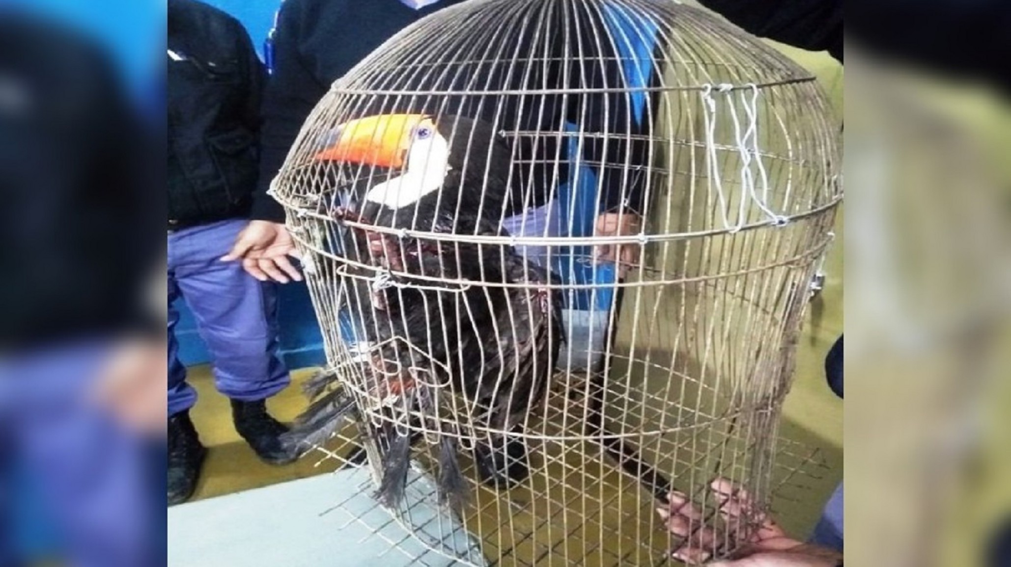 Formosa: detuvieron a dos cazadores furtivos, secuestraron armas y rescataron animales silvestres