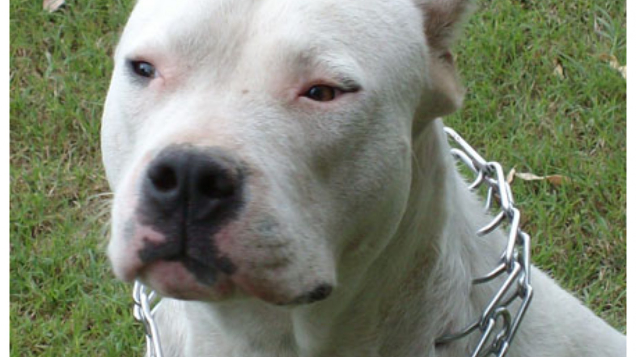 Tragedia: Un perro dogo mató a una nena de un año en su casa