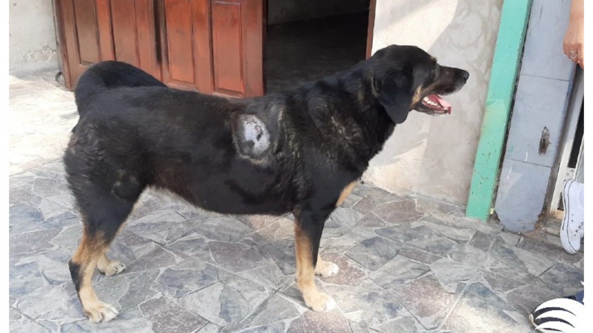 Una perra salió en defensa de su dueña y recibió un cuchillazo: “me salvó la vida”