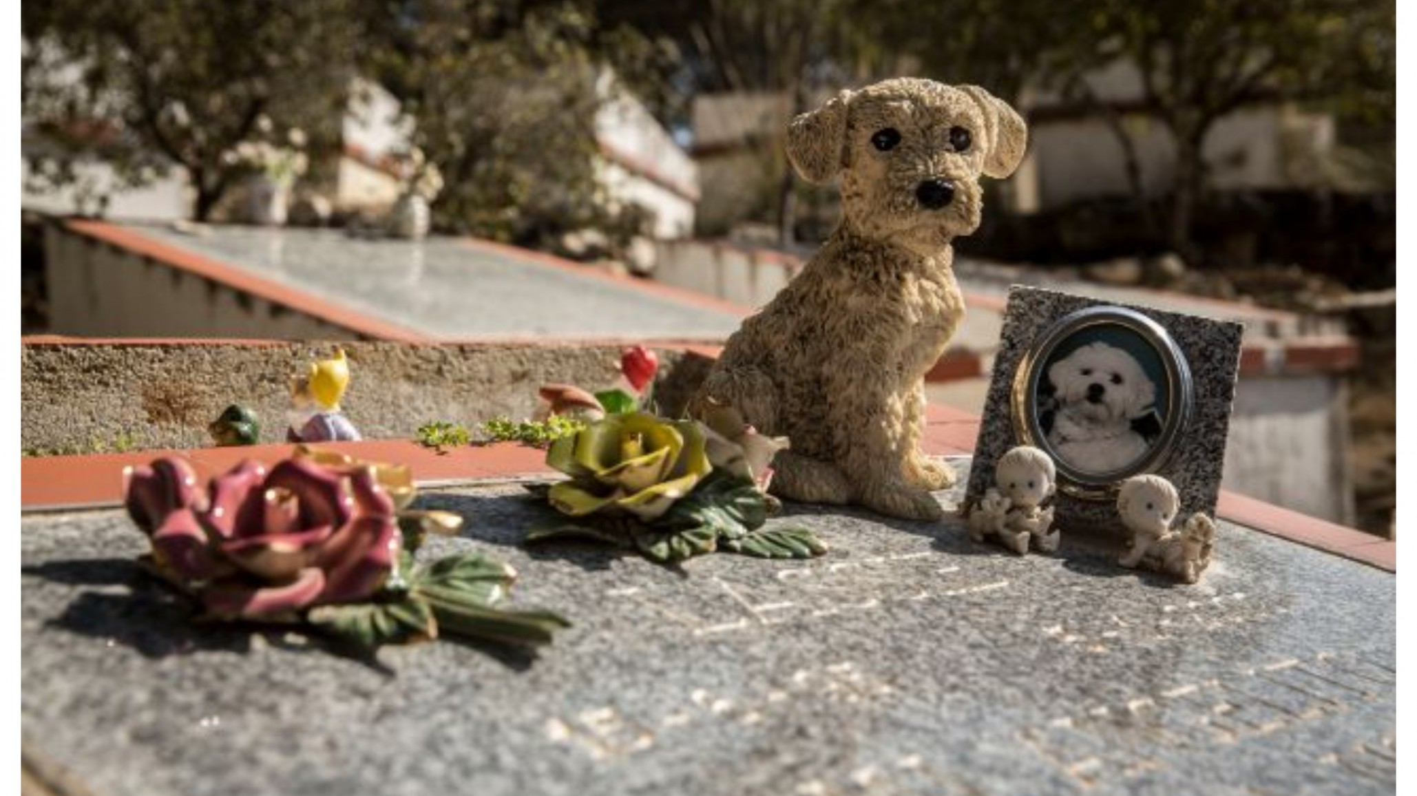 Abrió sus puertas la primera funeraria de mascotas del país