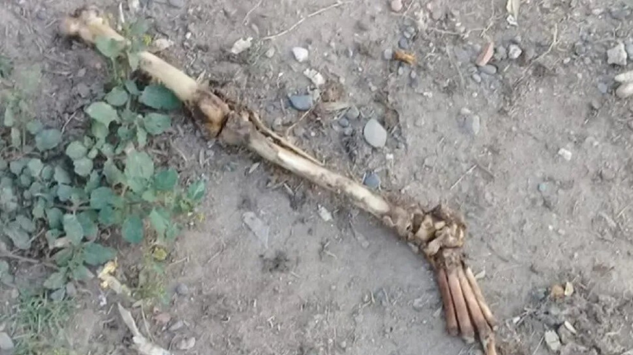 Macabro hallazgo en Santiago del Estero: dos perros peleaban por huesos humanos