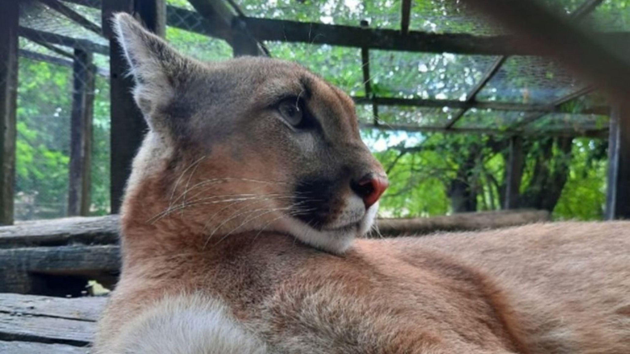 Robaron a una cachorra de puma y fue recuperada