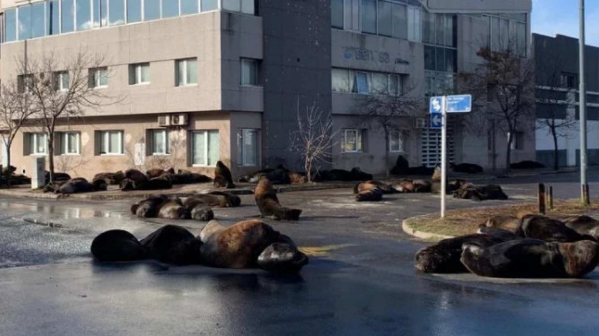 Mar del Plata: Así los lobos marinos invadieron las calles
