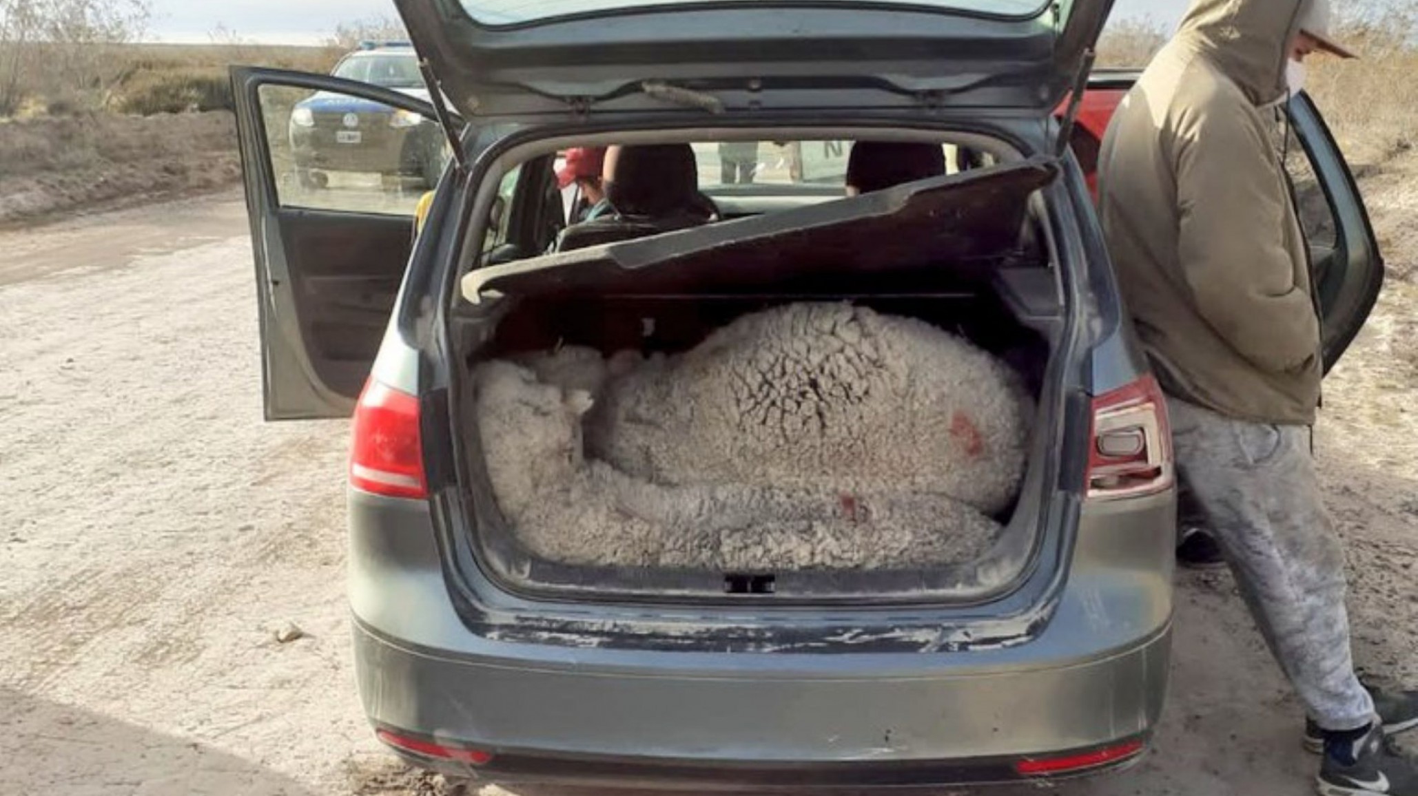 Insólito: Trasladaba tres capones vivos en el baúl