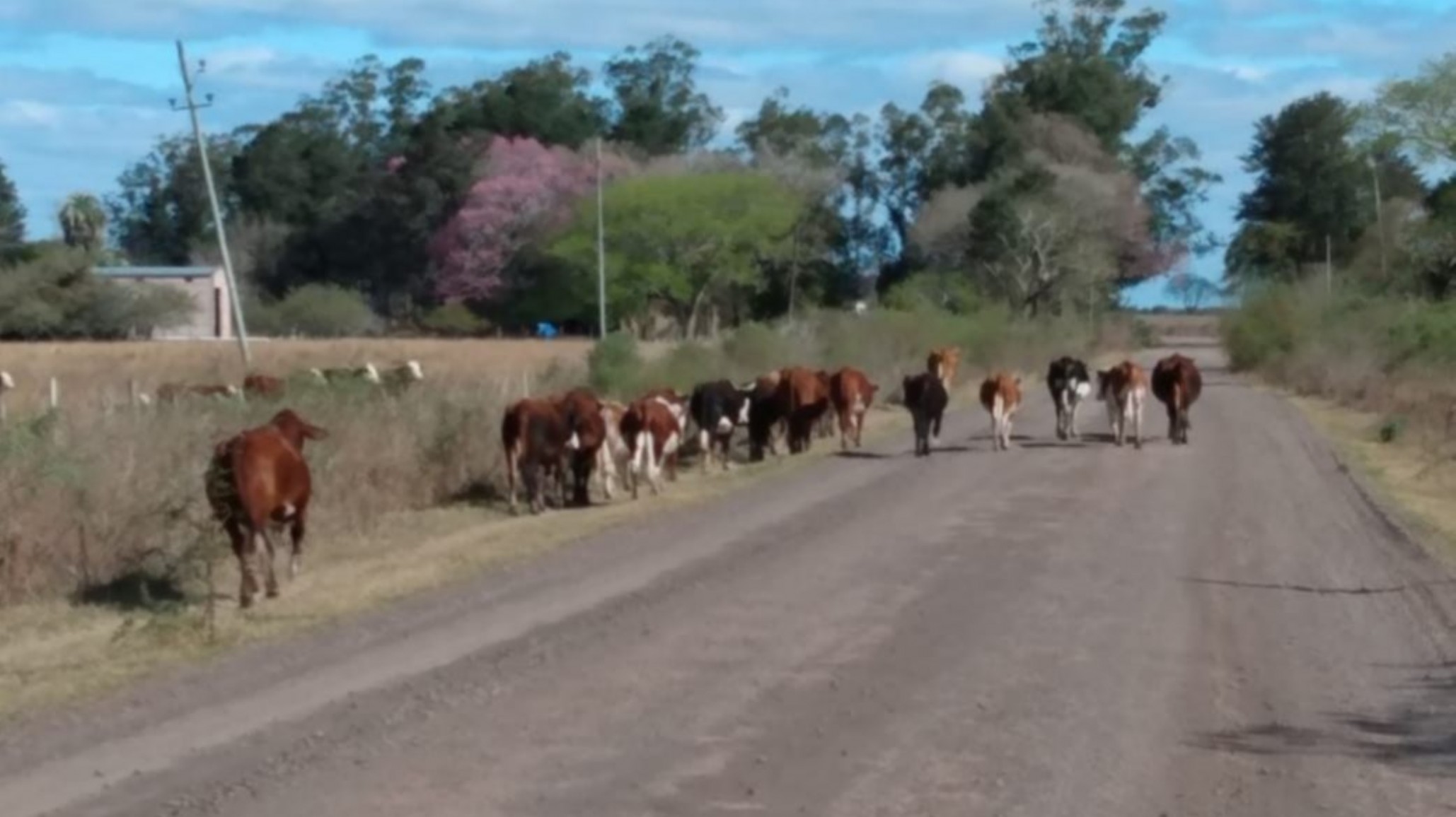 Detuvieron a dos jóvenes acusados de robar 30 vacas y seis caballos