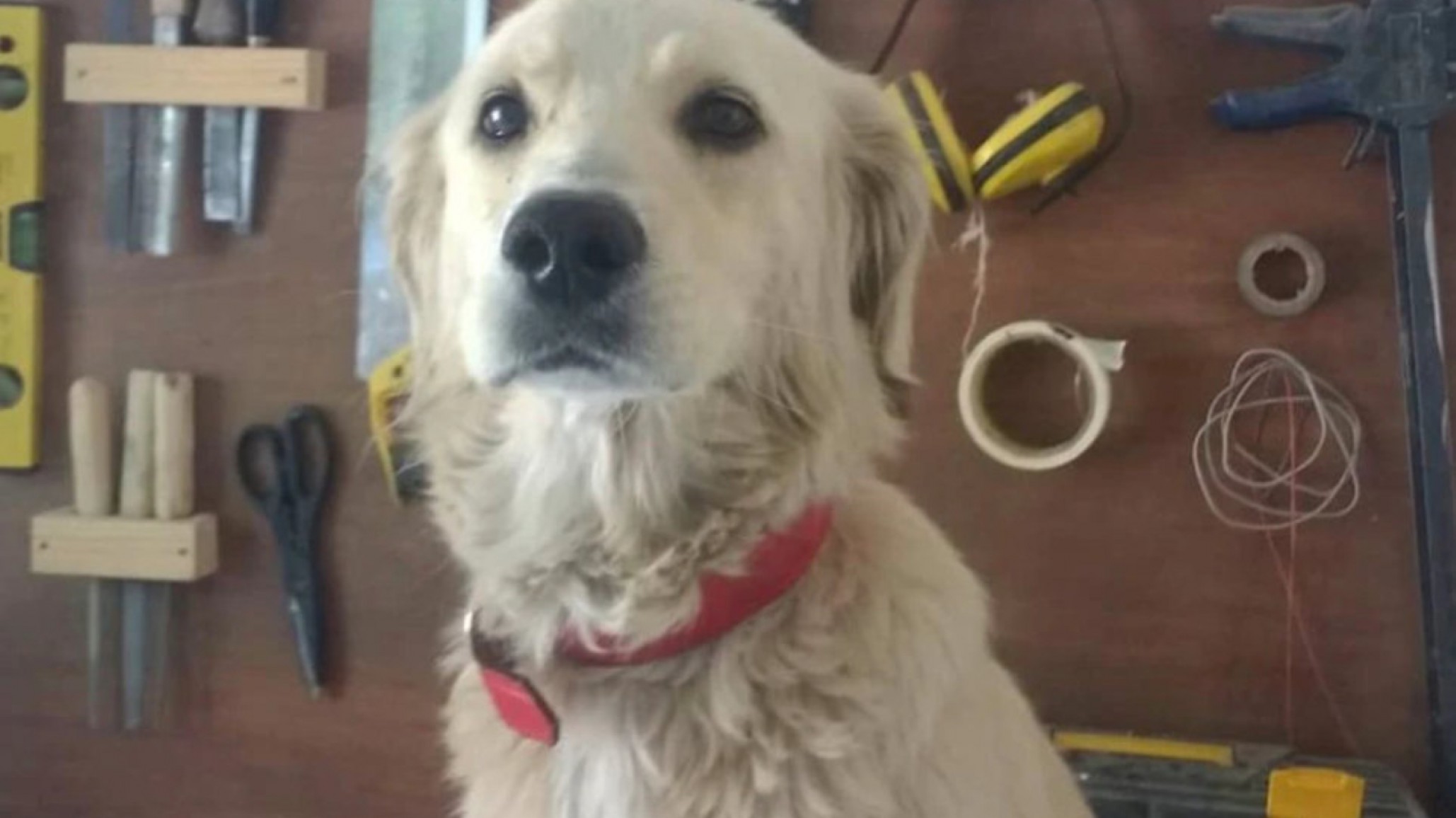 Buscan a Uma, la perra a la que le dieron fernet “escapó de su nueva casa”