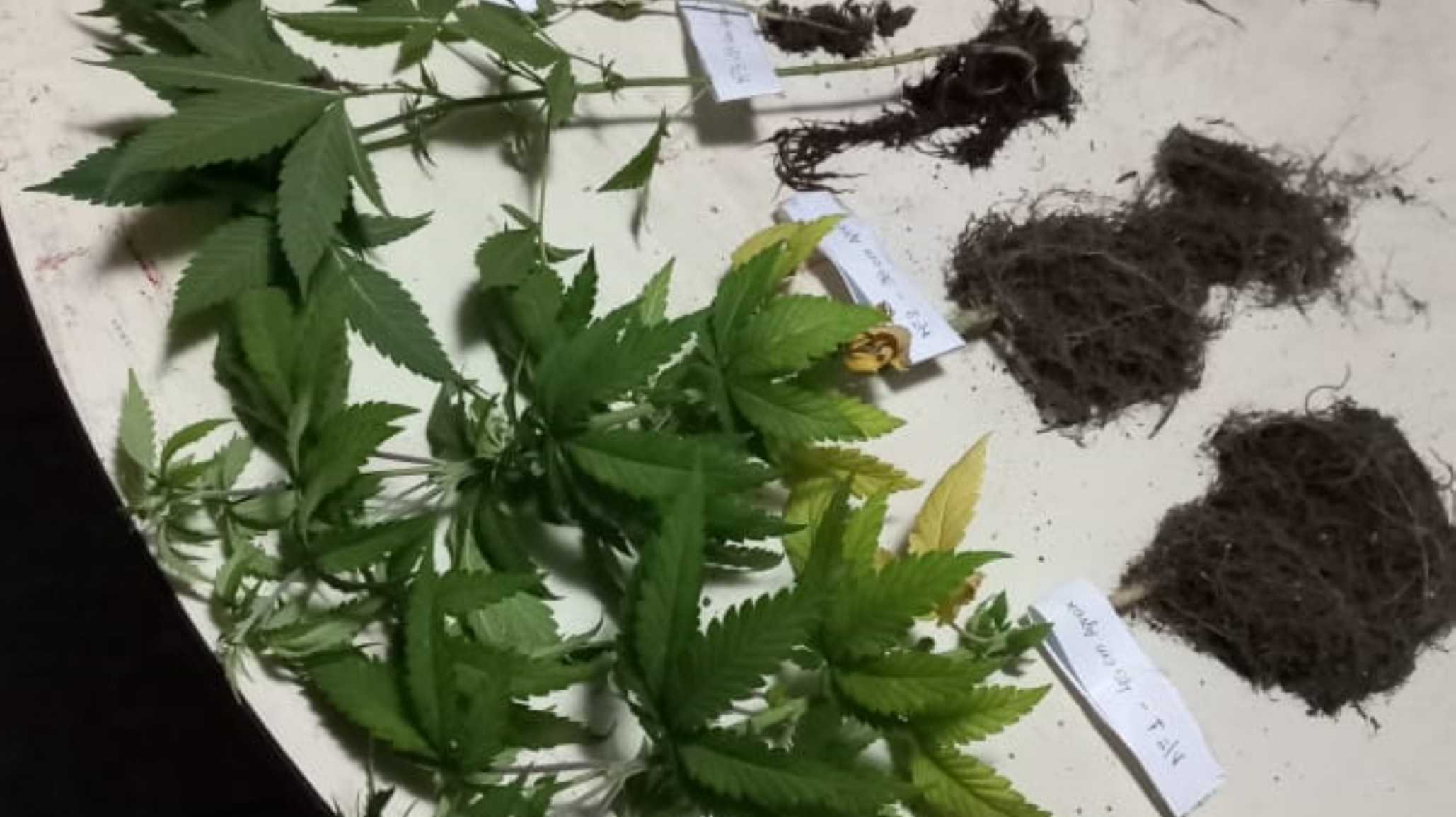 Vecinos llamaron por pelea en departamento y la policía encontró 11 plantas de marihuana