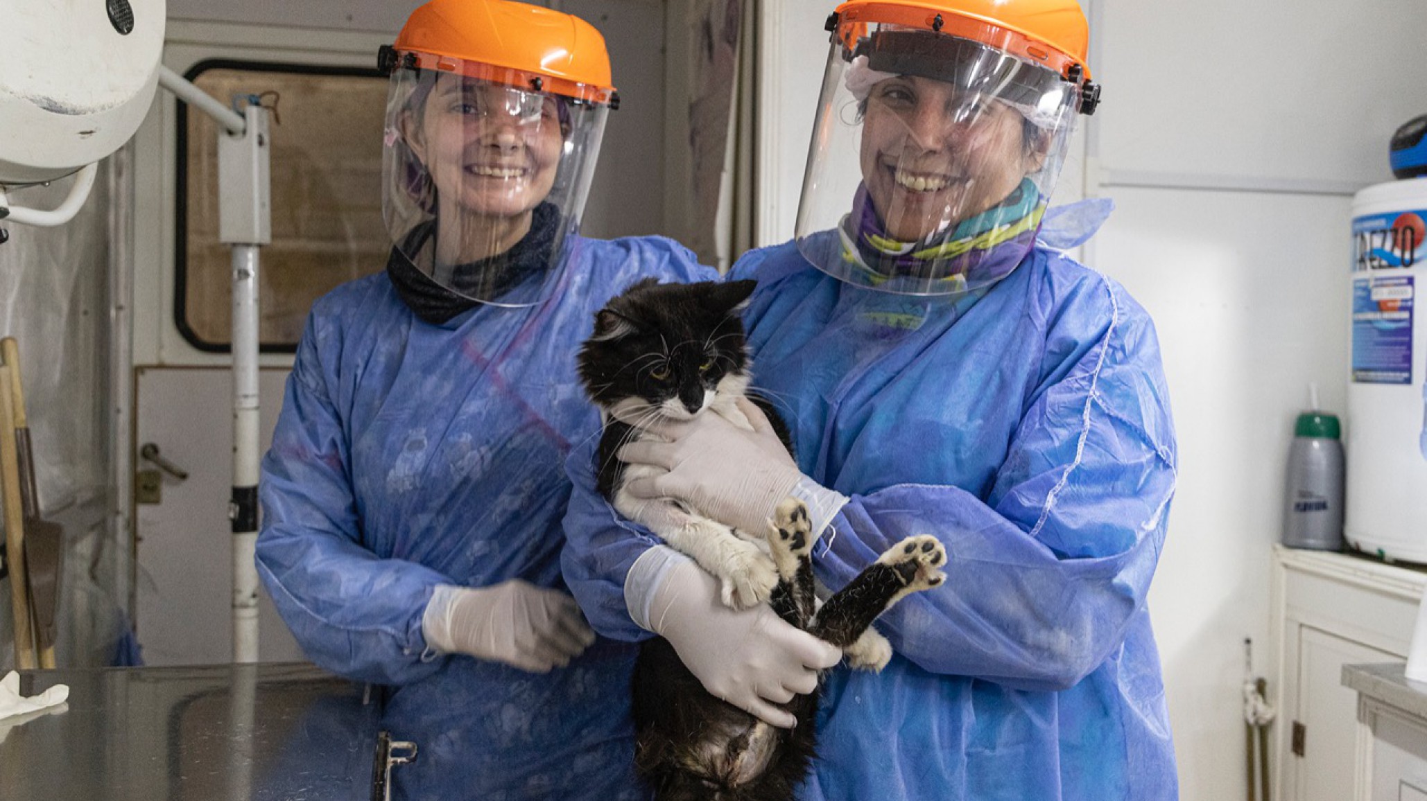 Habrá castraciones los fines de semana y tatuarán en la oreja con letra C a todos los animales esterilizados