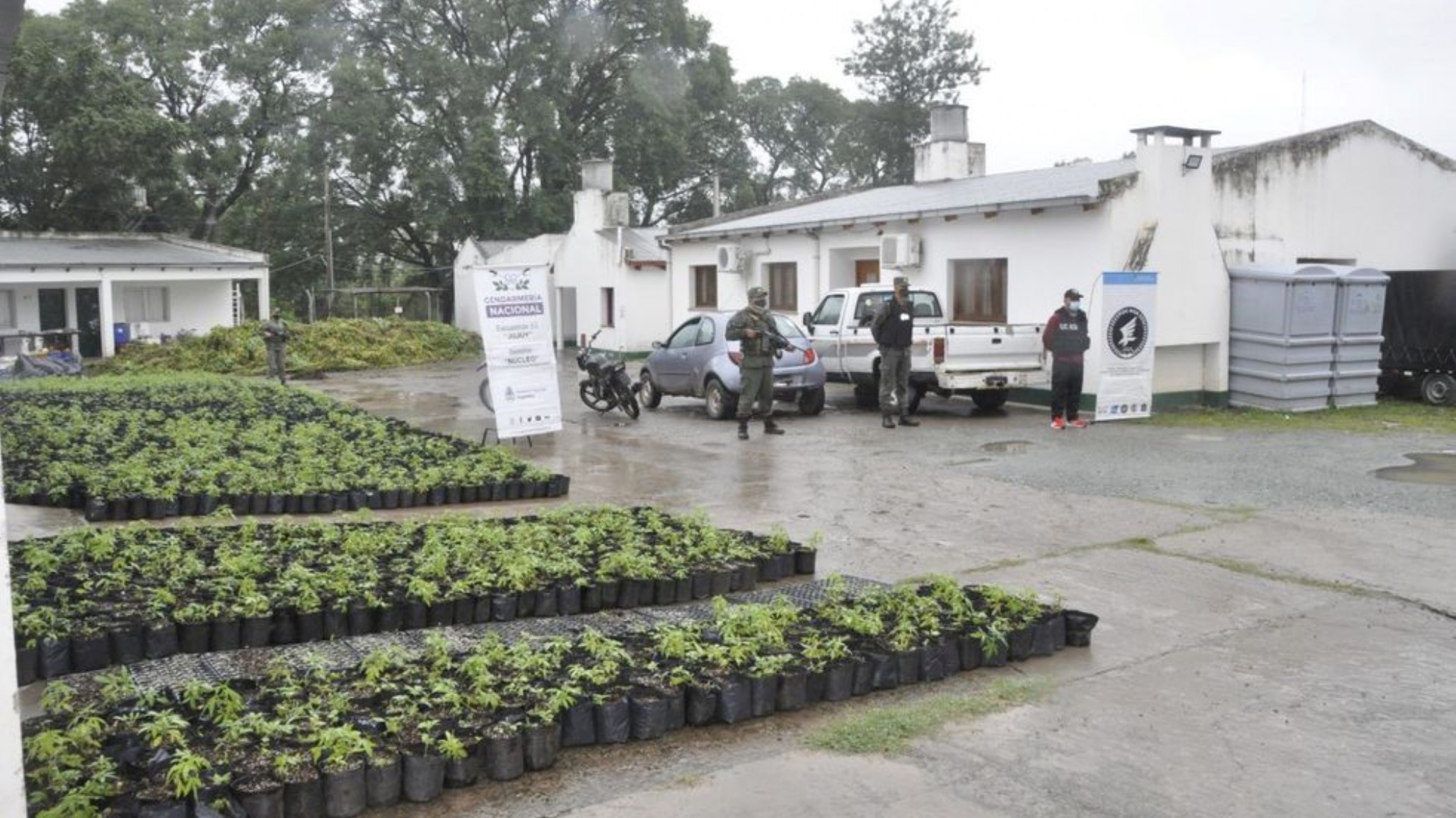 En Salta Gendarmería decomisó la plantación de marihuana más grande de Argentina