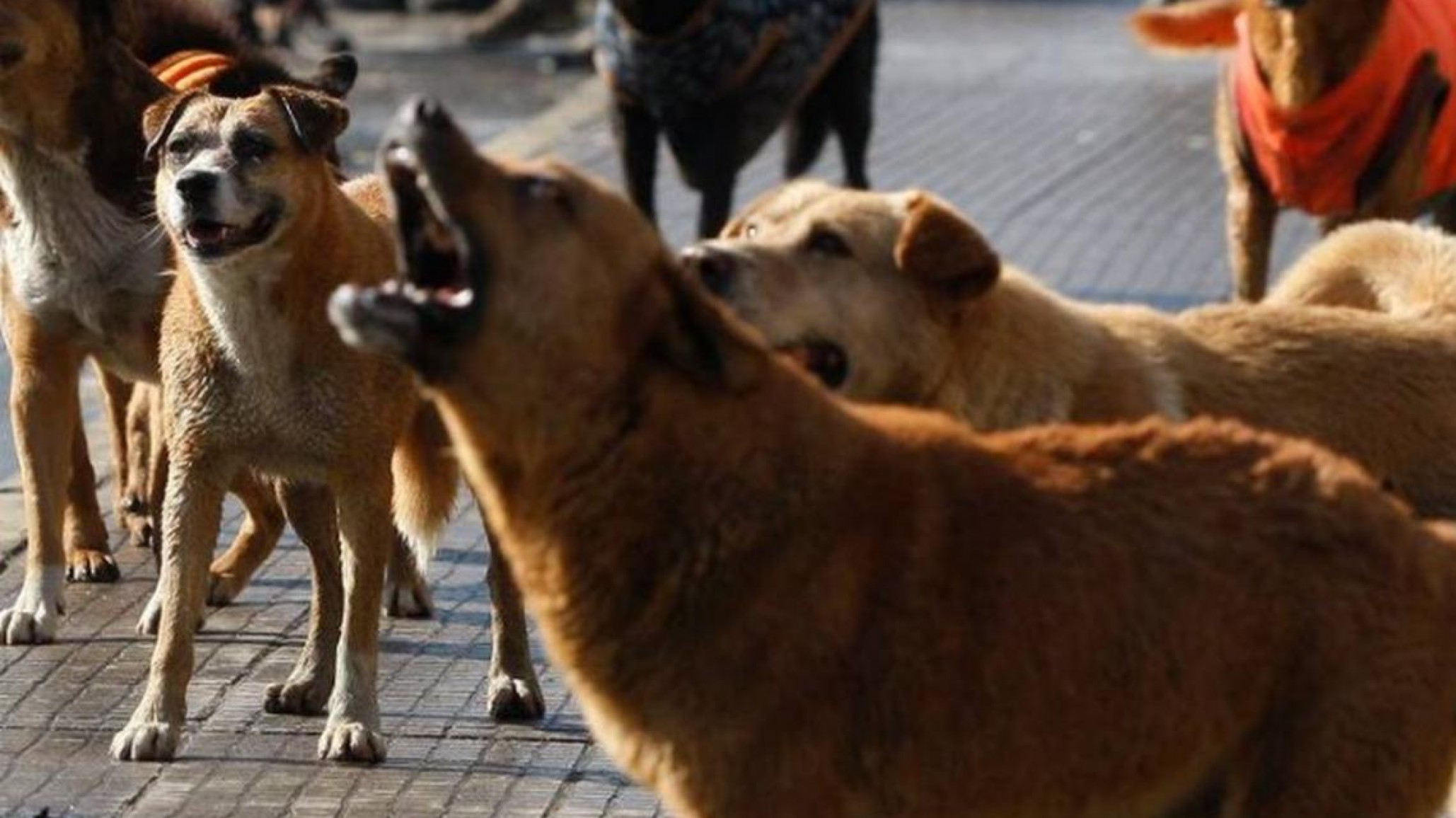 Una nena fue atacada por una jauría en Comodoro y se encuentra internada