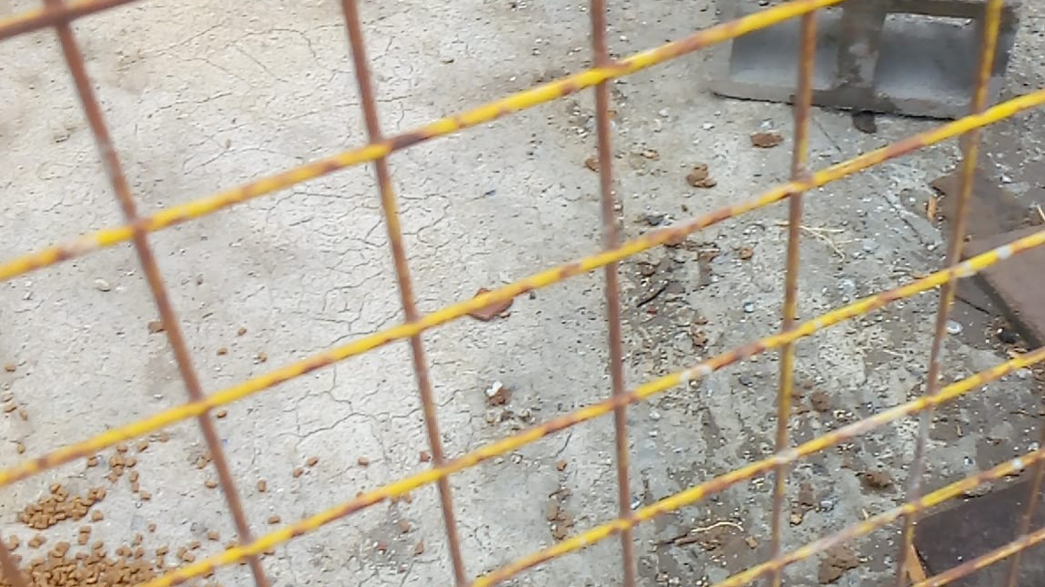 <p>Foto: Facebook de Daiana Chiguay</p>