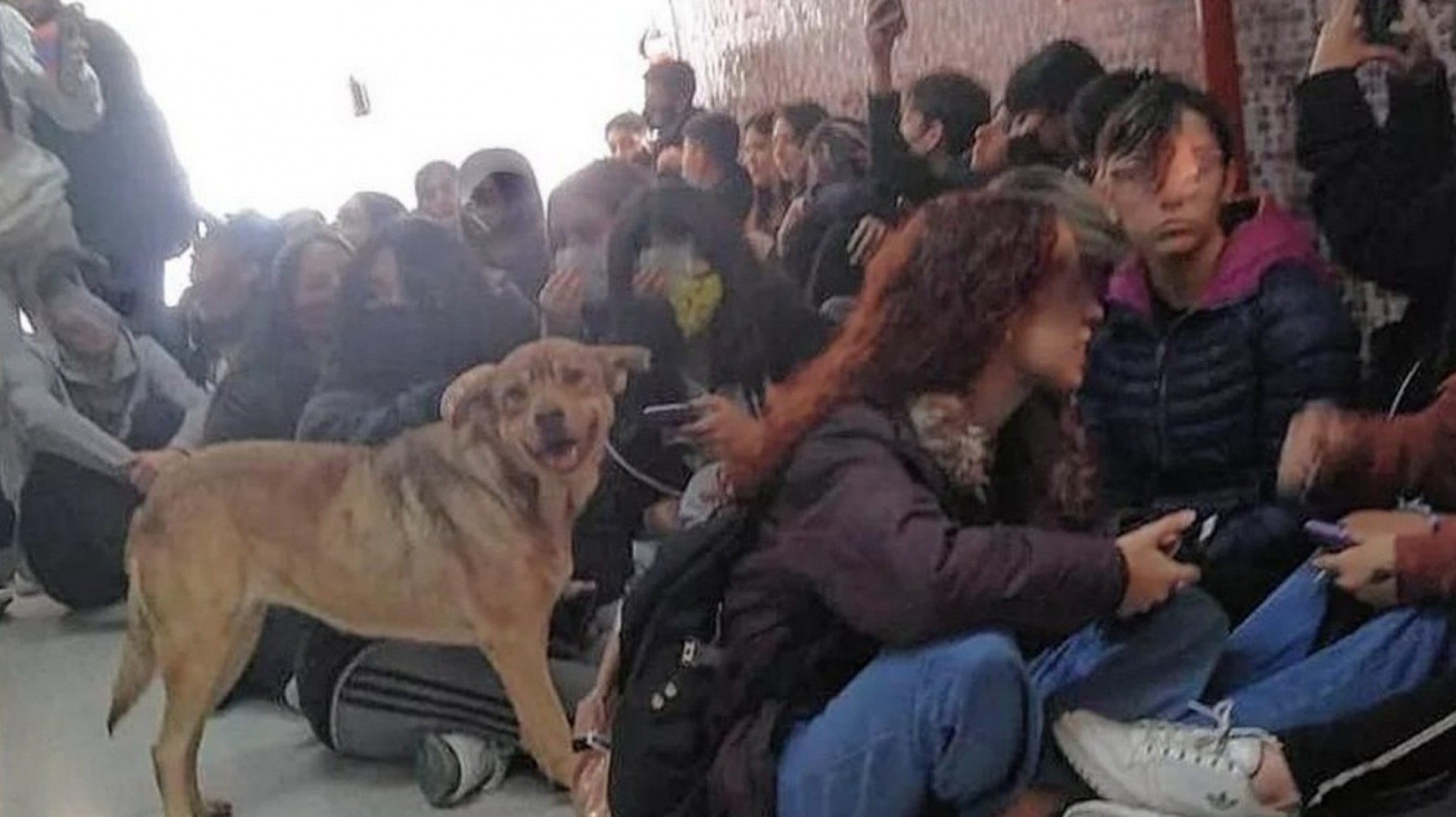 Alumnos de Escuela Nº 743 hicieron sentada en defensa de perros comunitarios