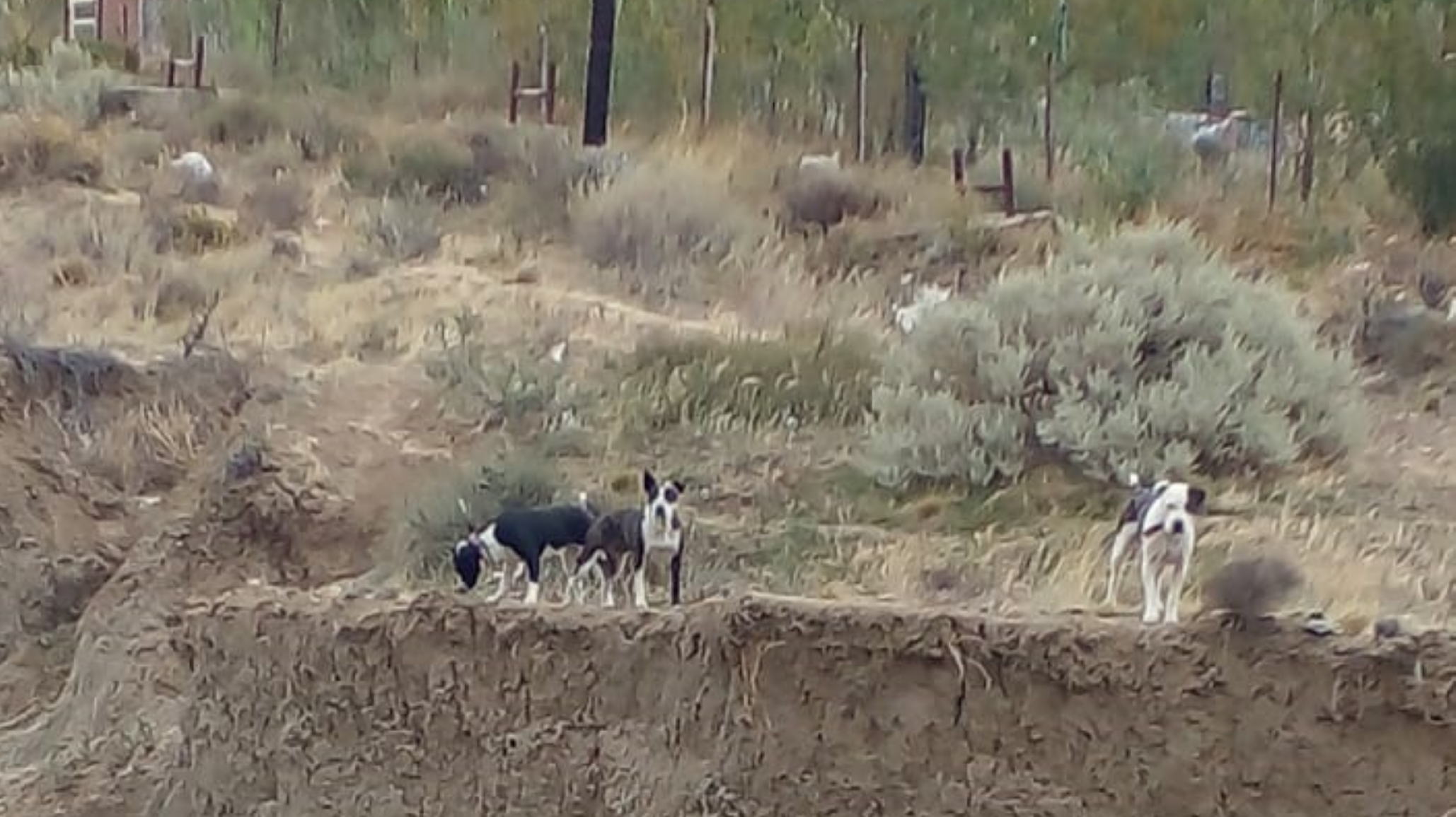Tras el ataque de tres perros con dueño sacrificaron a la perra del Club Laprida