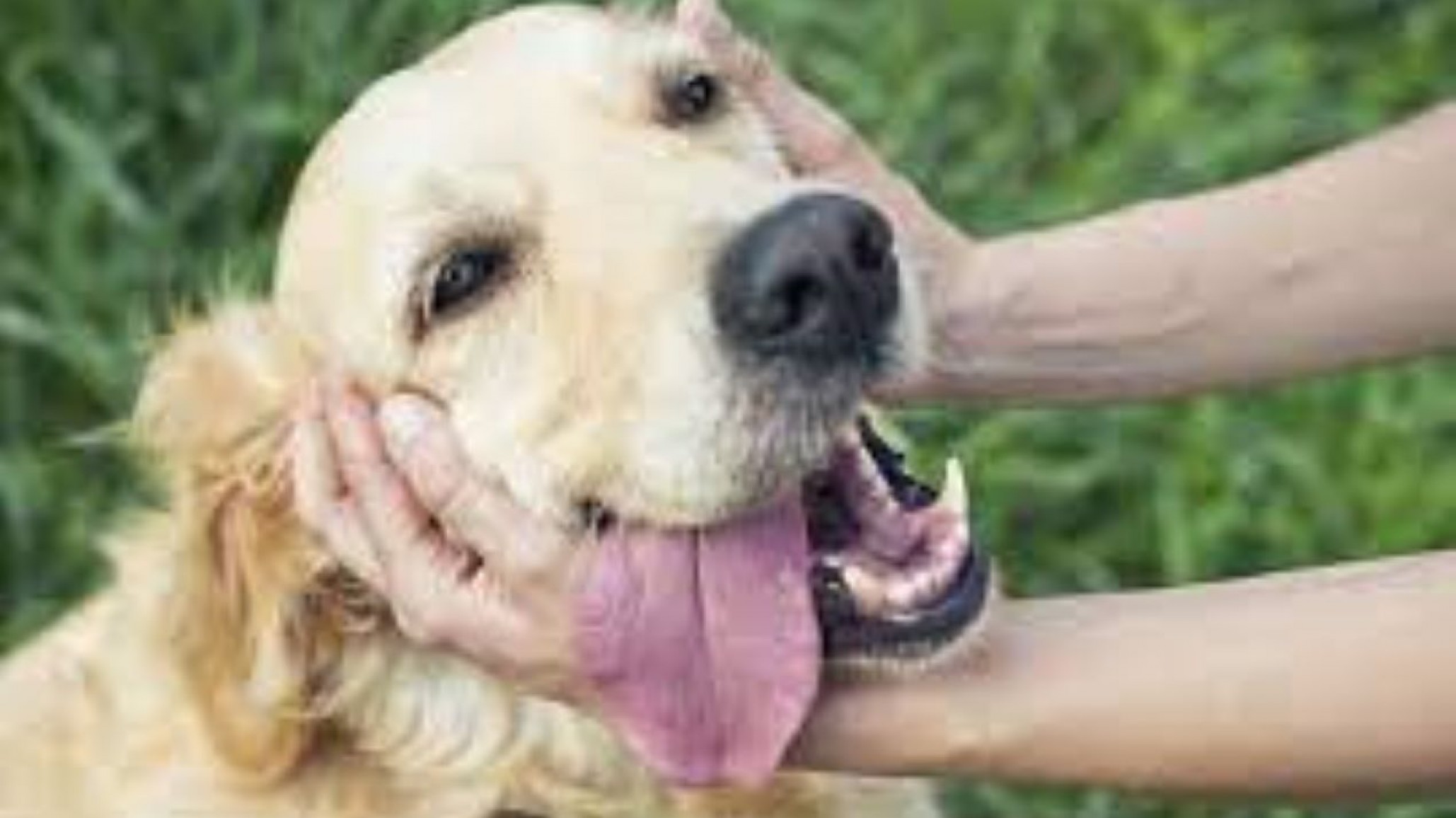 Si necesitás castrar a tu mascota gratis, podés hacerlo en zona norte