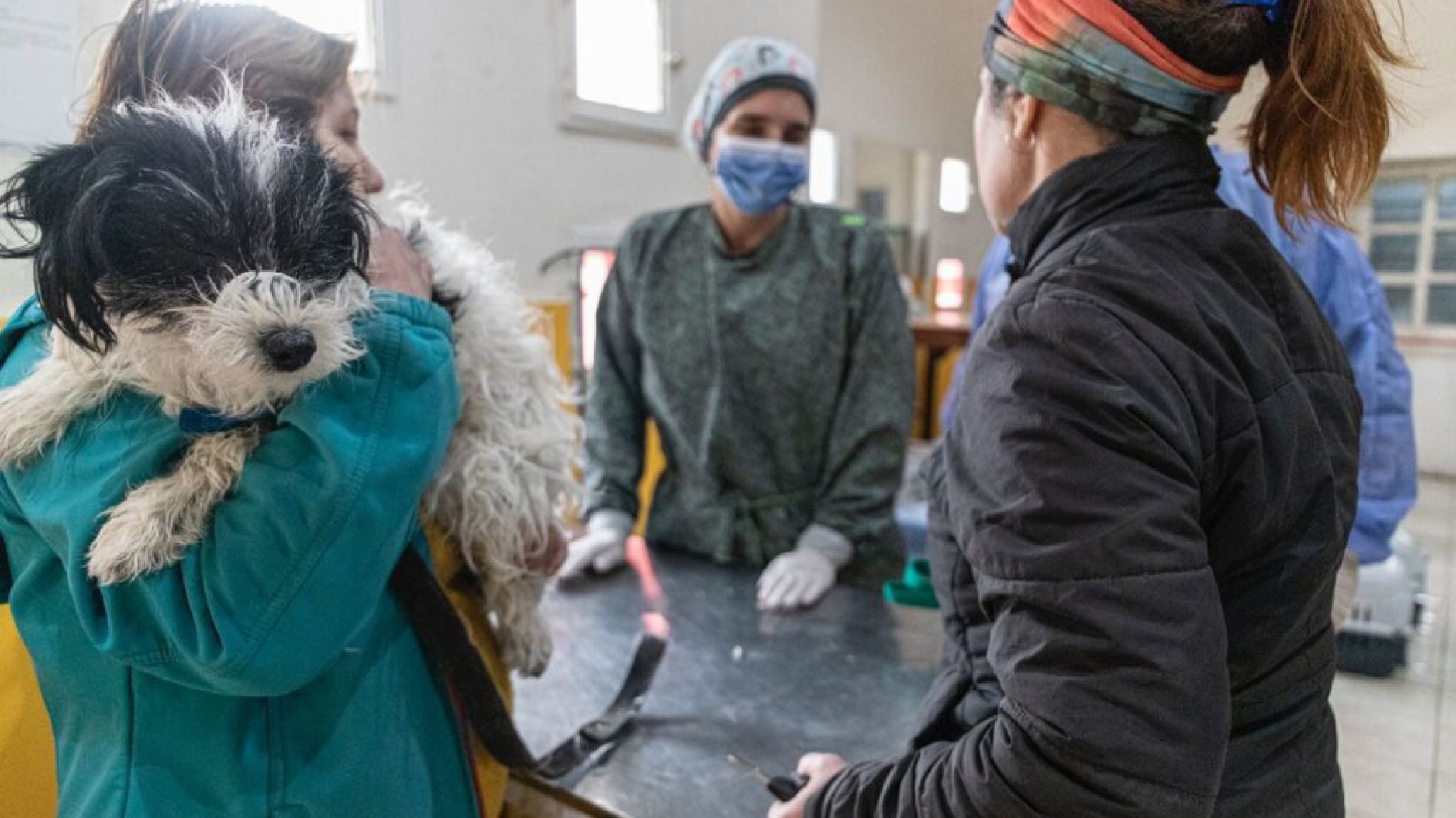 Avanza la campaña de castración masiva: Este domingo continúa la jornada