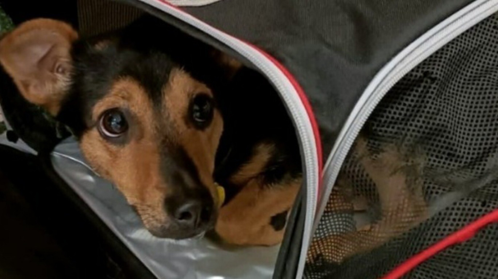 El dueño de Coco lucha por entrarlo al país: Tiene una vacuna vencida y ofrecieron deportarlo o sacrificarlo