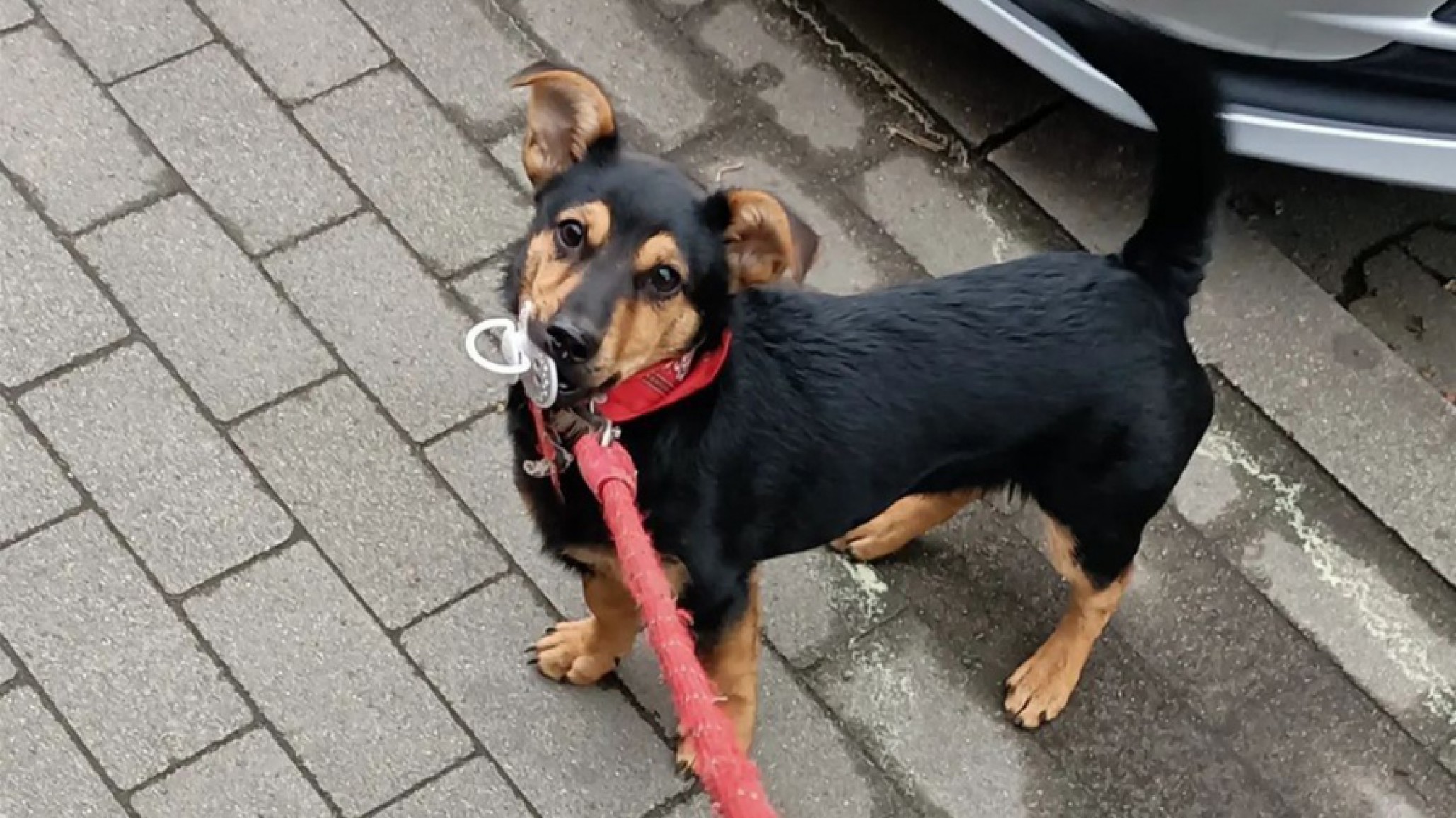 Finalmente pusieron en cuarentena a Coco, será vacunado en la Aduana