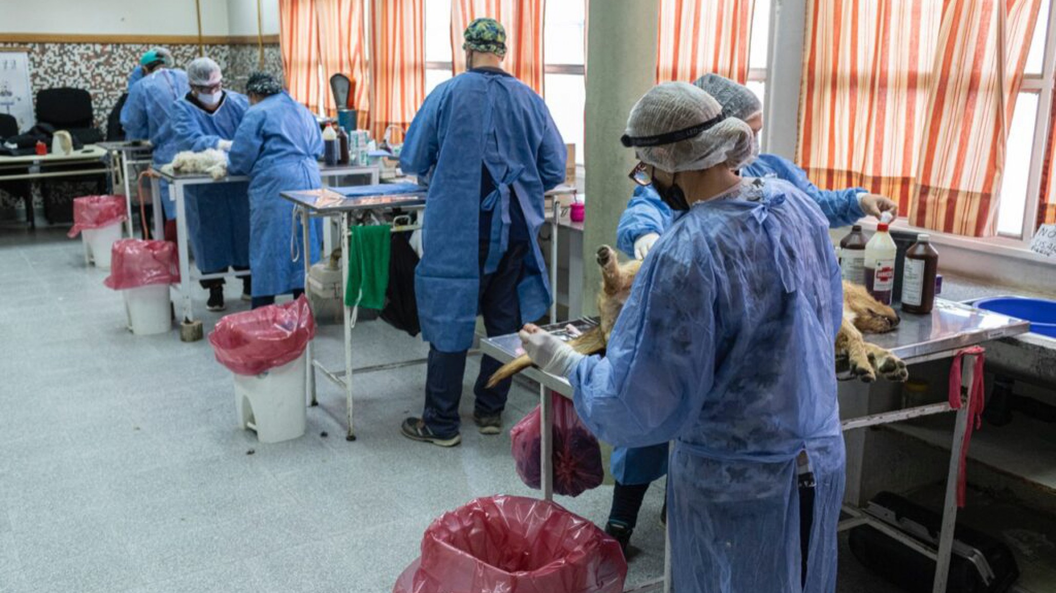 Nueva jornada de castración en Comodoro: Este sábado castraron a casi 100 animales