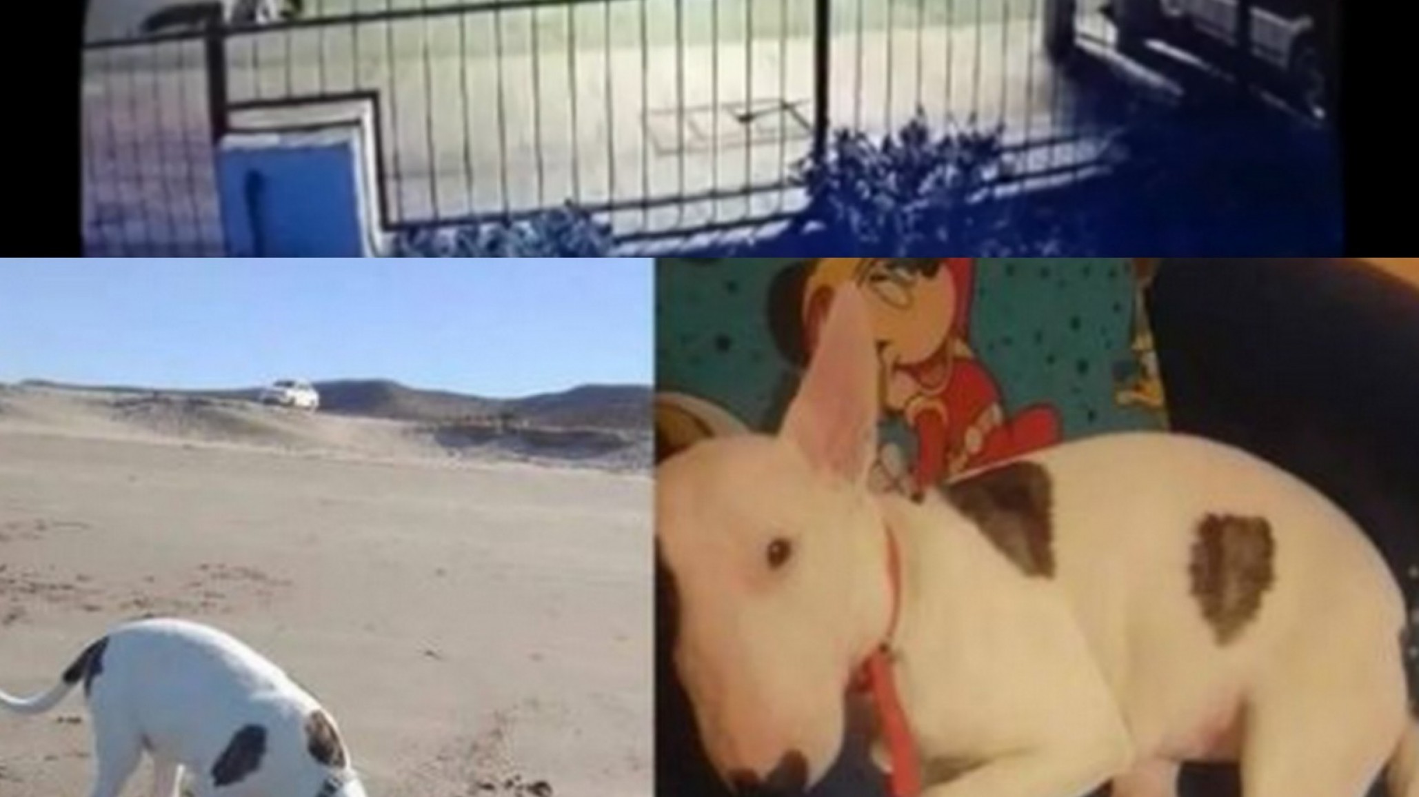 Filmó al ladrón de su mascota bull terrier “si te la ofrecen avísame”