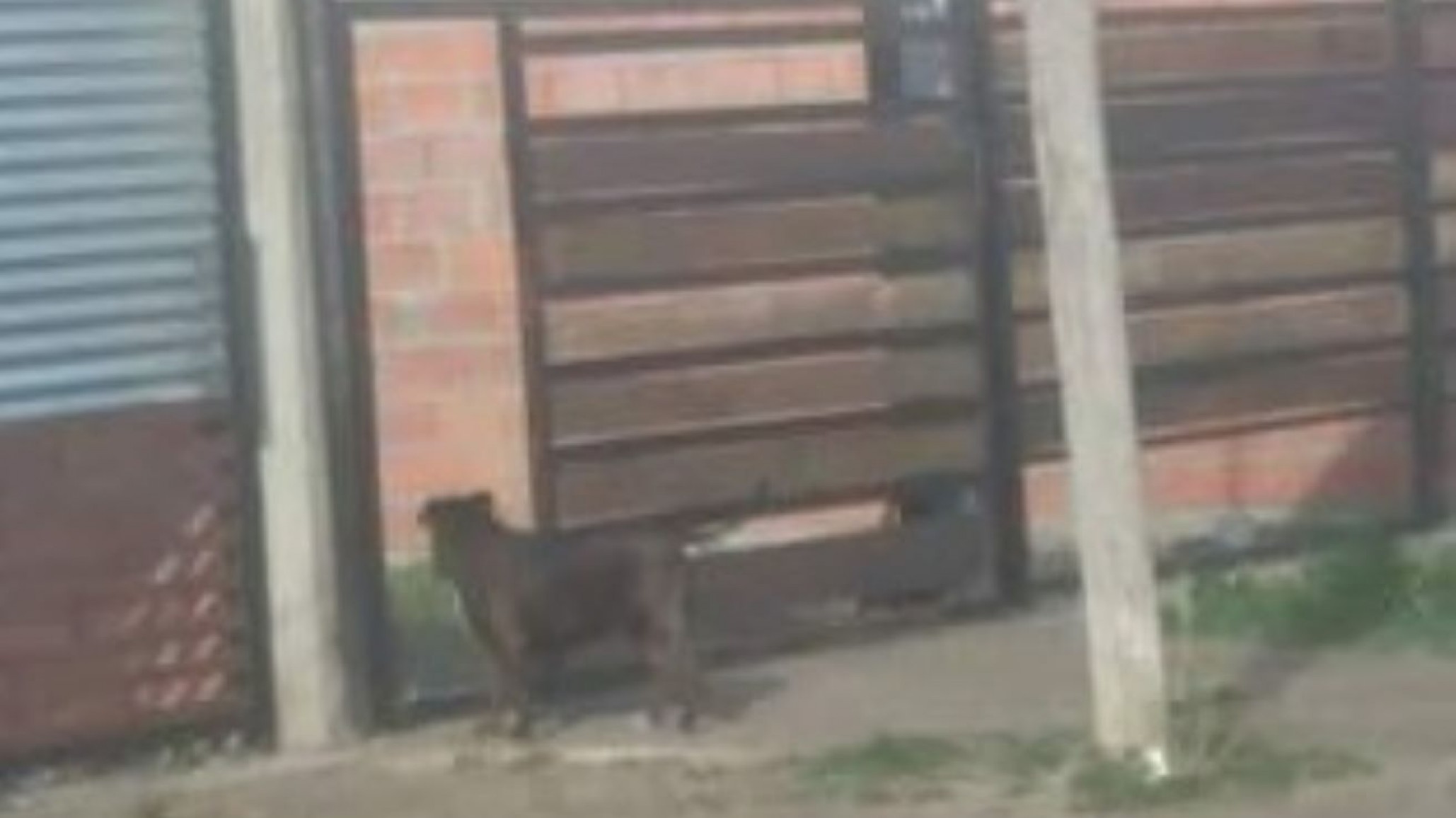 Una vecina reclama por un pitbull suelto “ya me cansé”