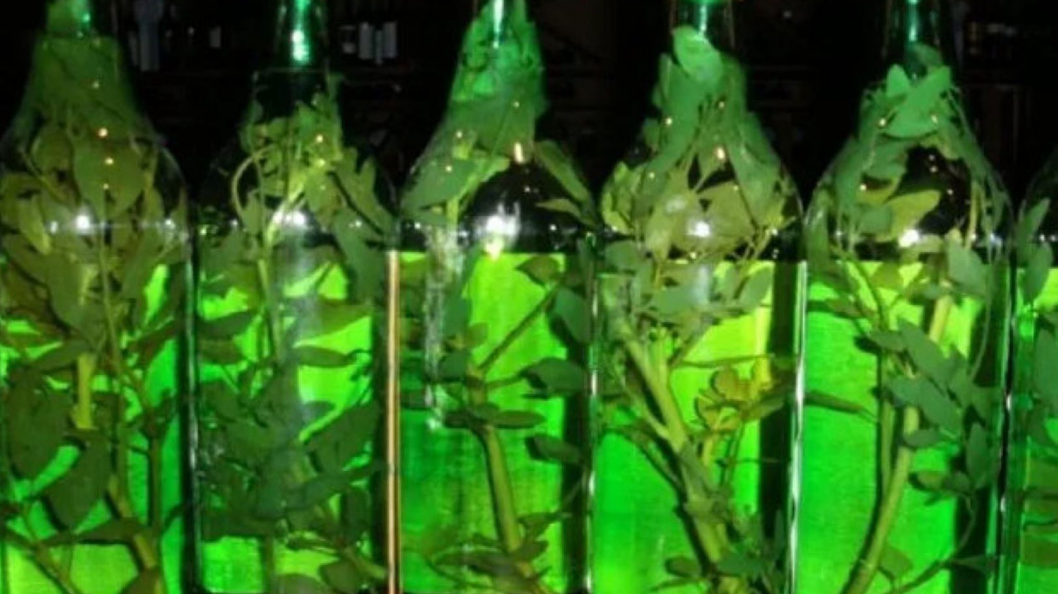 1 de agosto: las razones para tomar caña con ruda