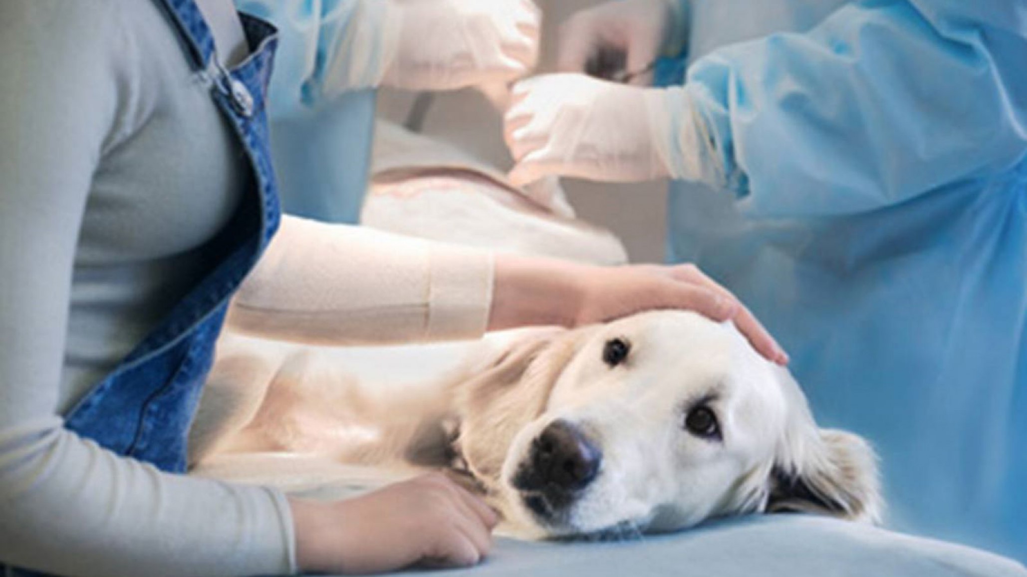 El cronograma de esterilización canina y felina comienza el jueves 4 de agosto