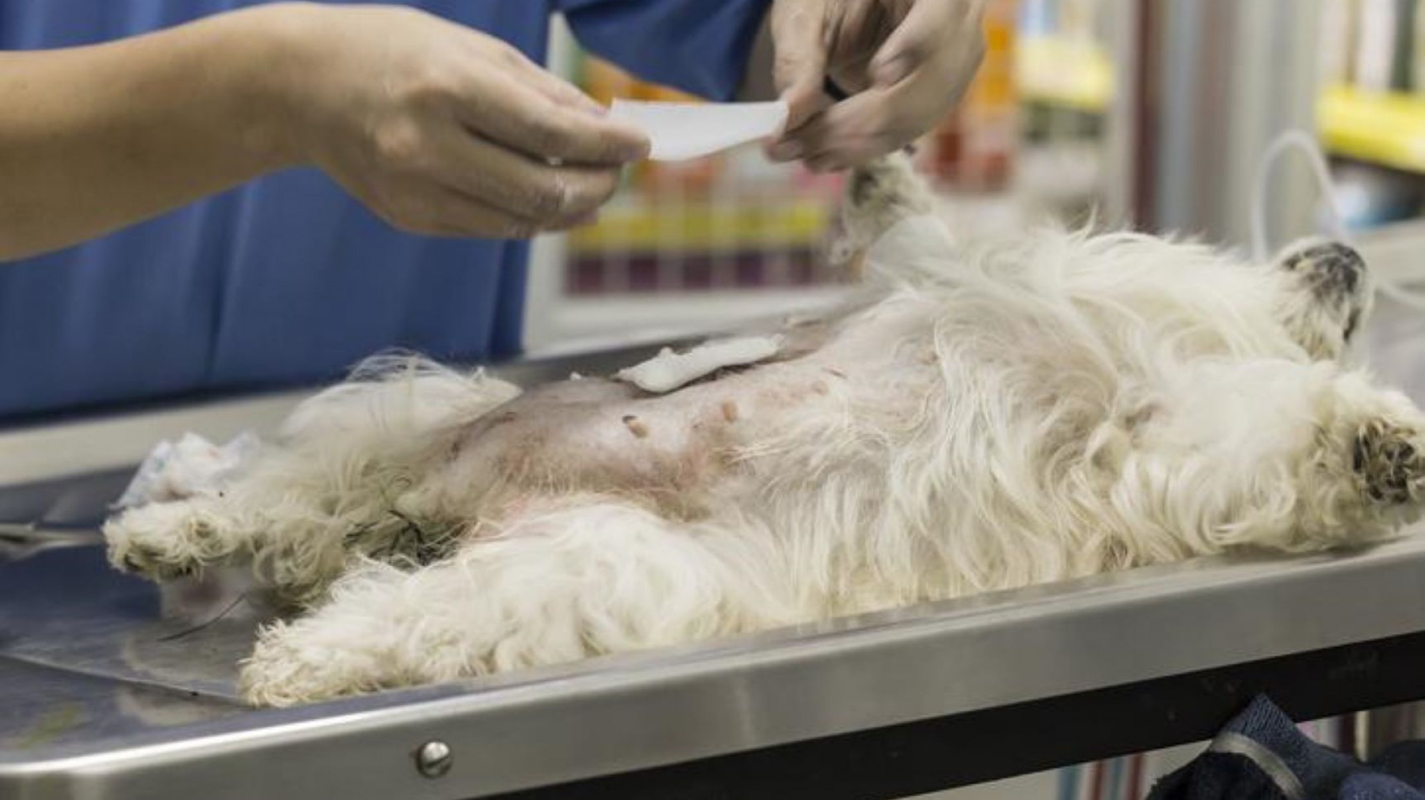 Conocé el cronograma ?gratuito? de castración de mascotas para esta semana