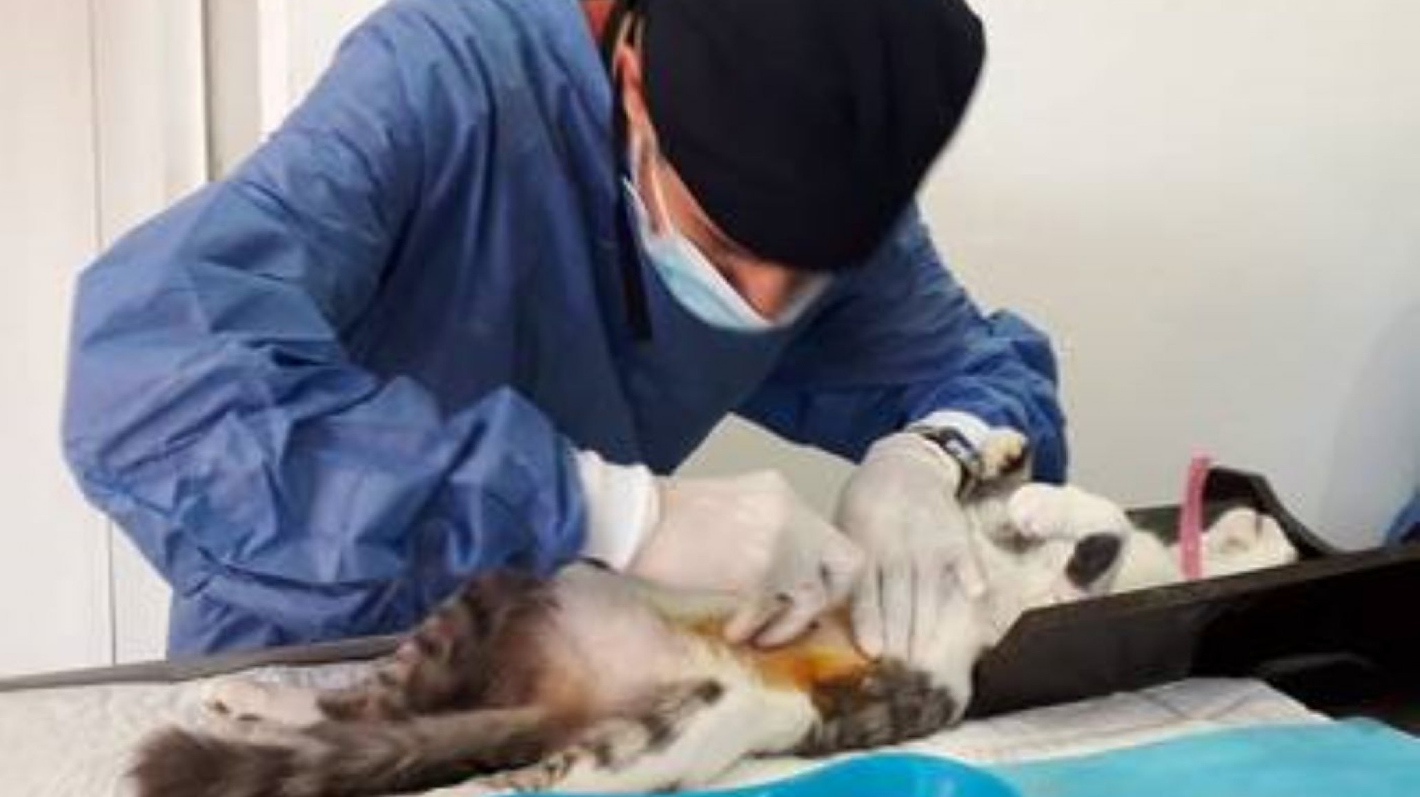 Conocé la nueva ubicación del tráiler de esterilización de perros y gatos