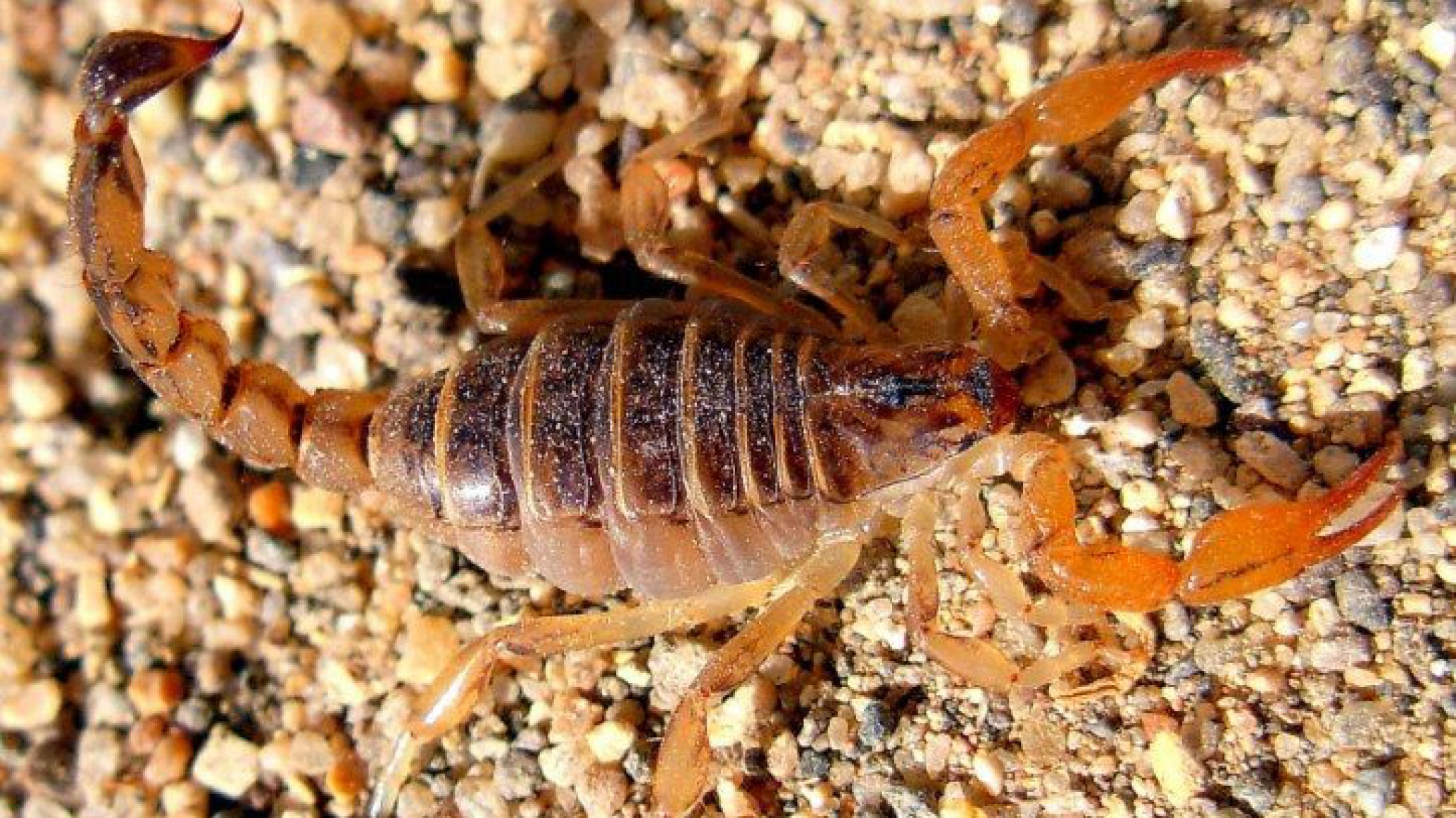 Recomendaciones para evitar picaduras o mordeduras de animales ponzoñosos