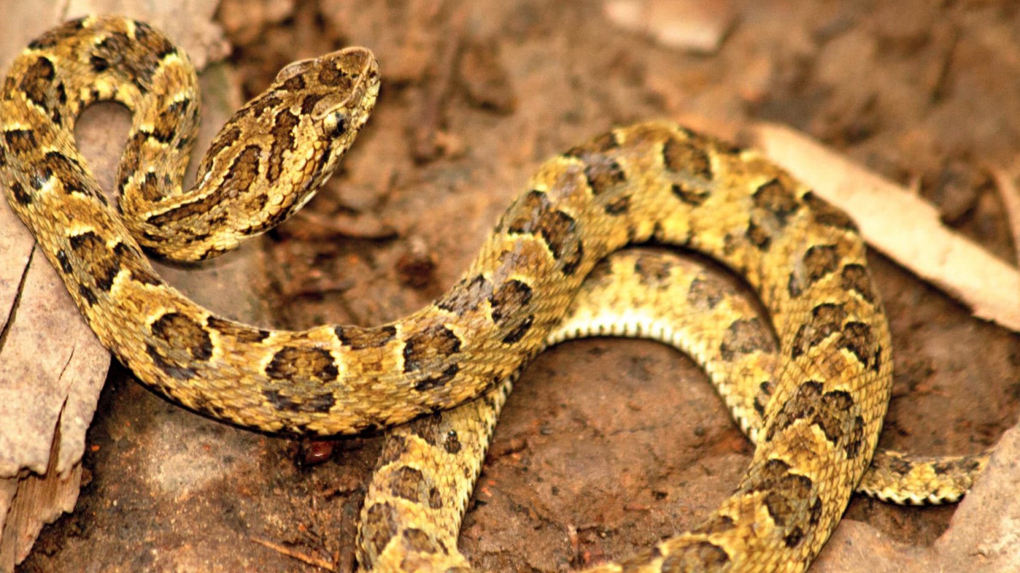 El Ministerio de Salud de Chubut y veterinarios pidieron extremar cuidados ante la presencia de animales ponzoñosos