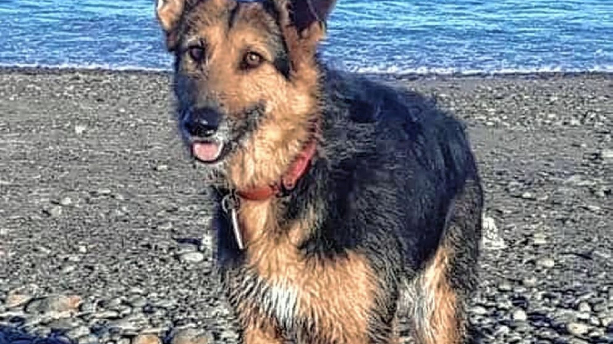 Mataron la perrita que cuidaban vecinos de Km 3 “le dieron una puñalada”