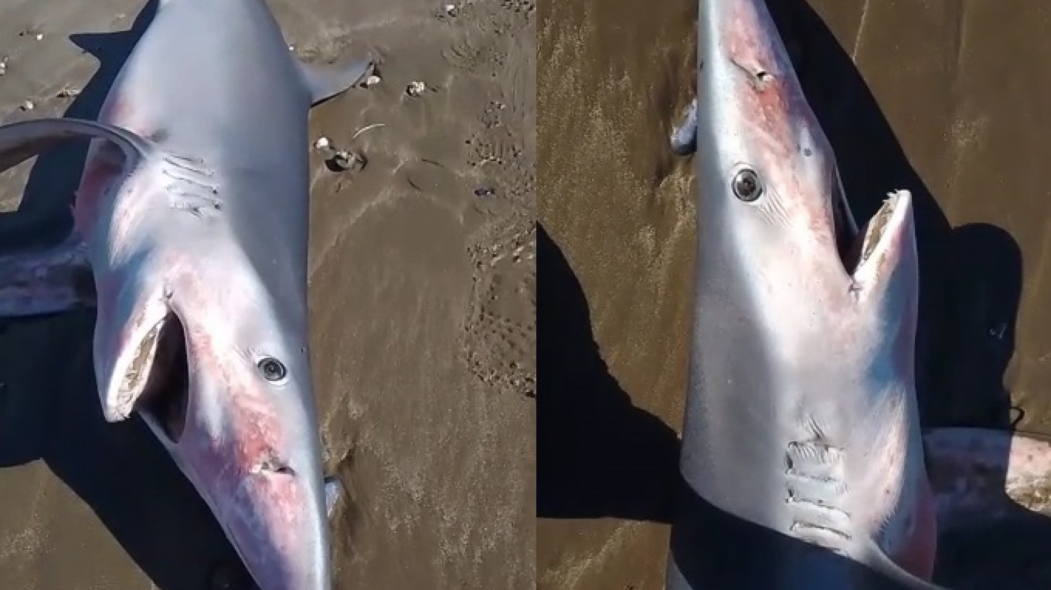 <p>Video: @CrCronista</p>