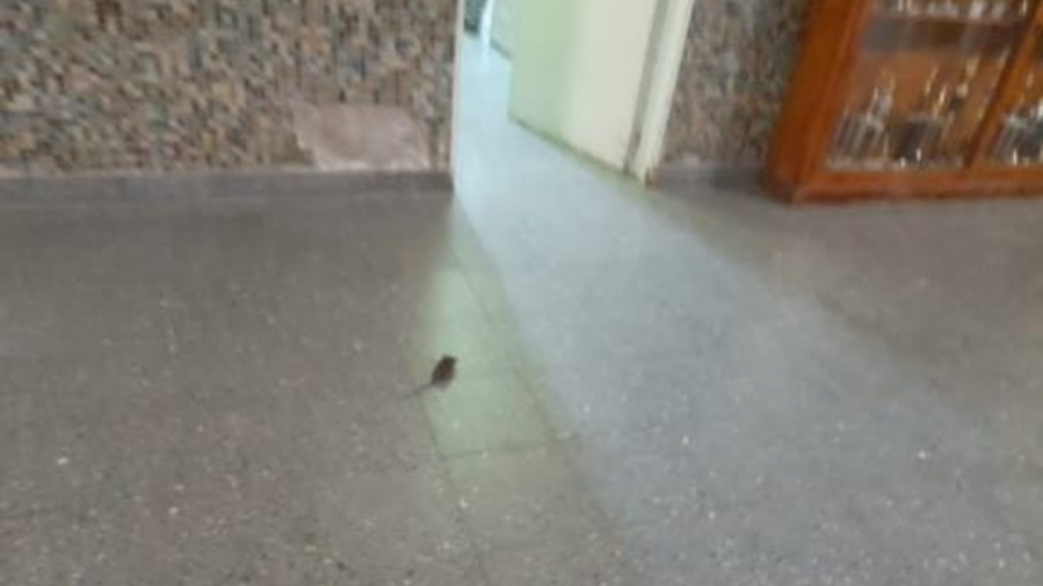 Confirman vuelta a clases tras desratizar instalaciones de la Escuela 1