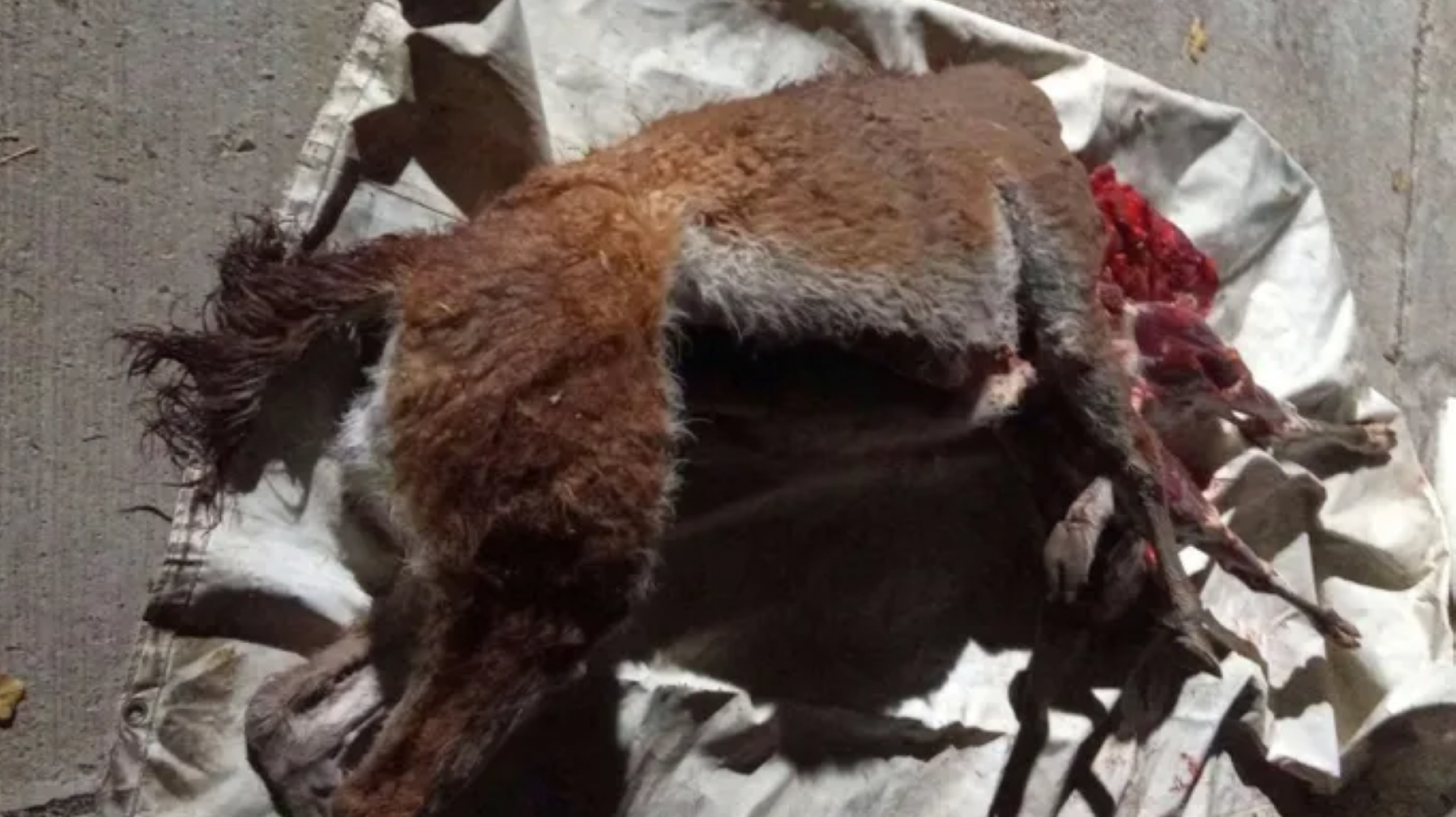 Dos cazadores furtivos llevaban guanacos faenados y un fusil sin documentación