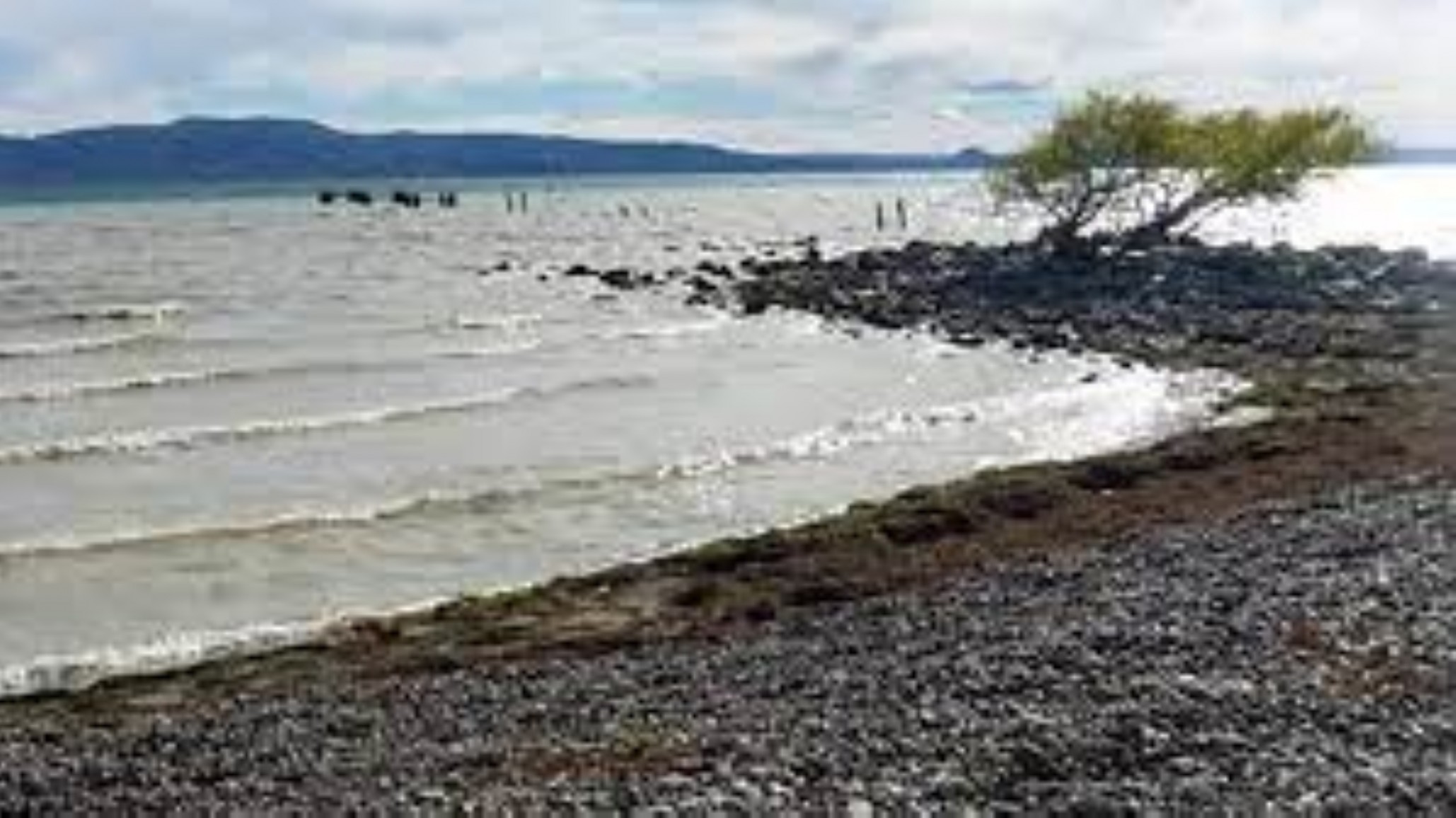 Los niveles de turbiedad del lago Musters continúan altos, por lo que se mantiene el esquema rotativo de cortes