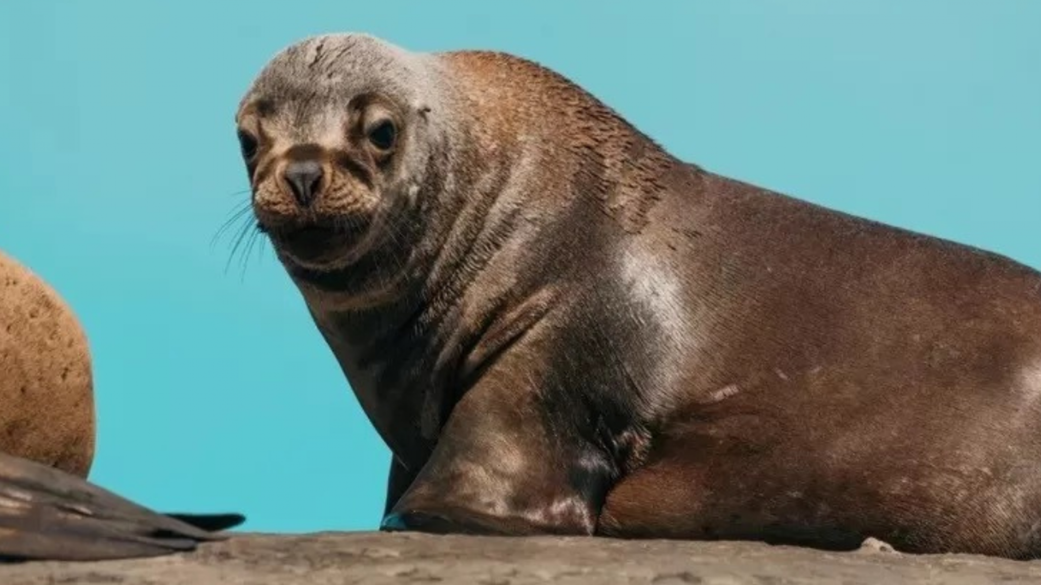 El Senasa confirmó casos de gripe aviar en mamíferos marinos de Comodoro Rivadavia y Rada Tilly