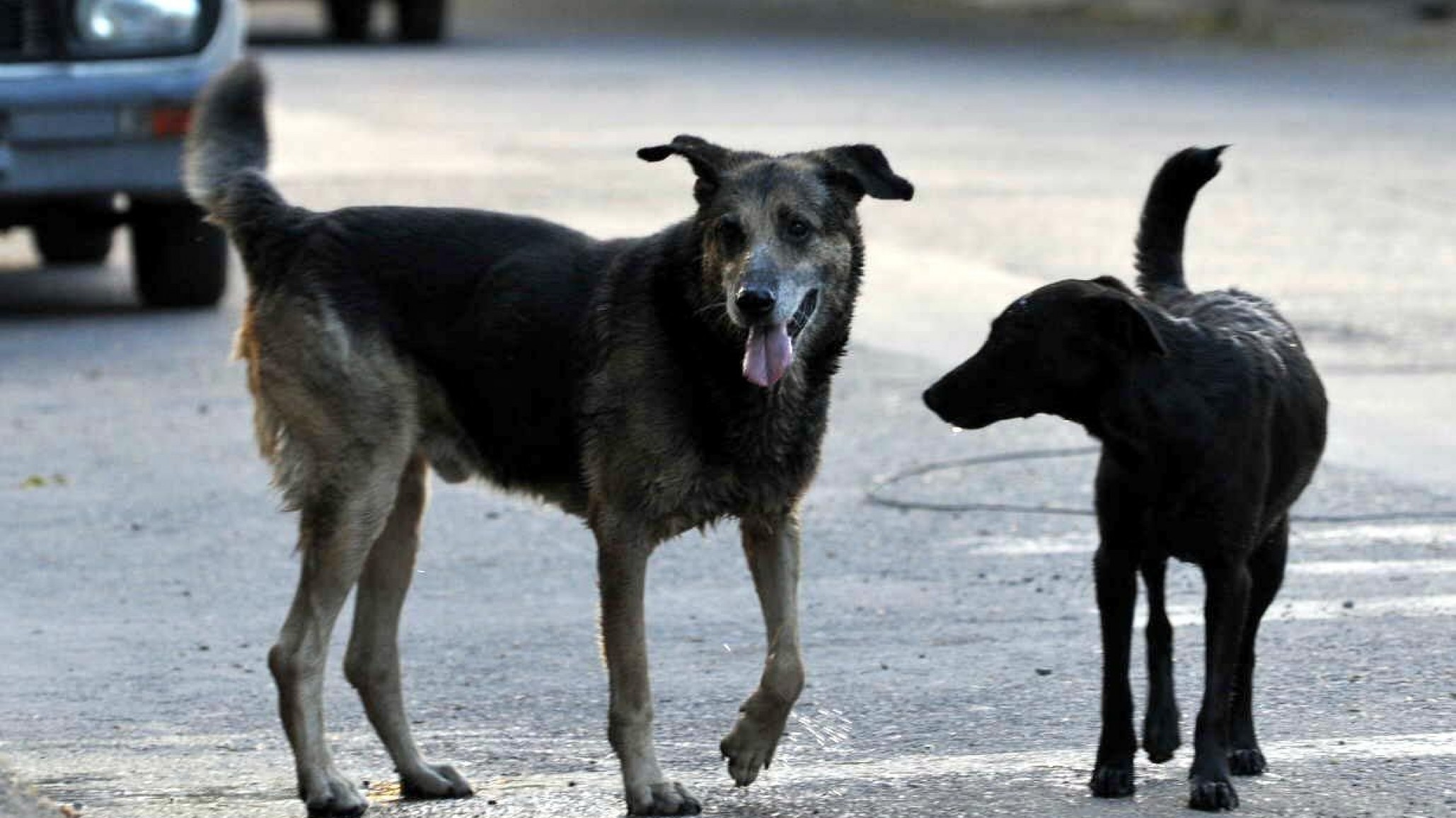 Comodoro: Aplicarán multas de hasta $100.000 a los dueños de perros mordedores