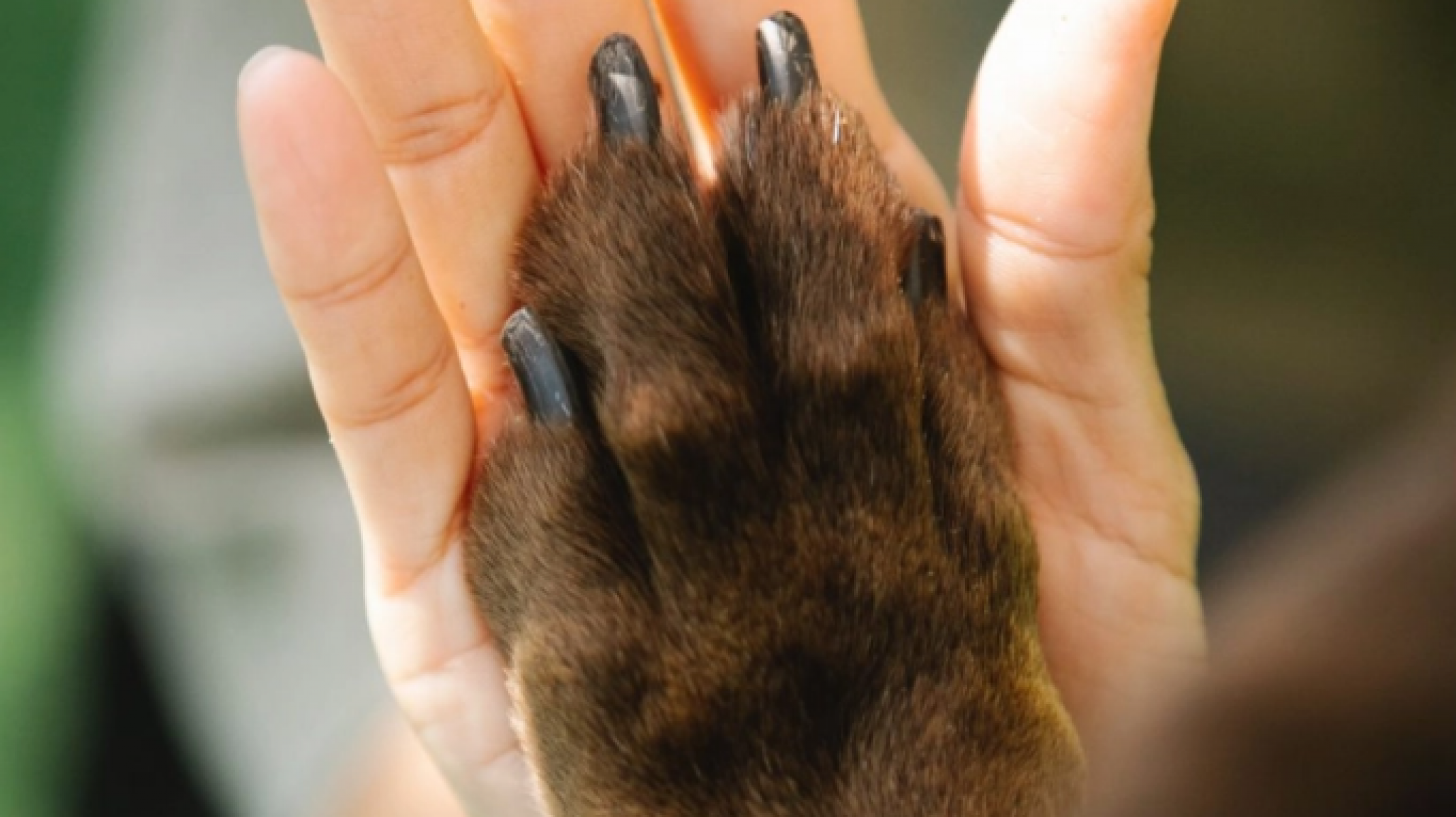 Así encontraron una perra grave y desnutrida, piden denunciar casos "es anónimo"