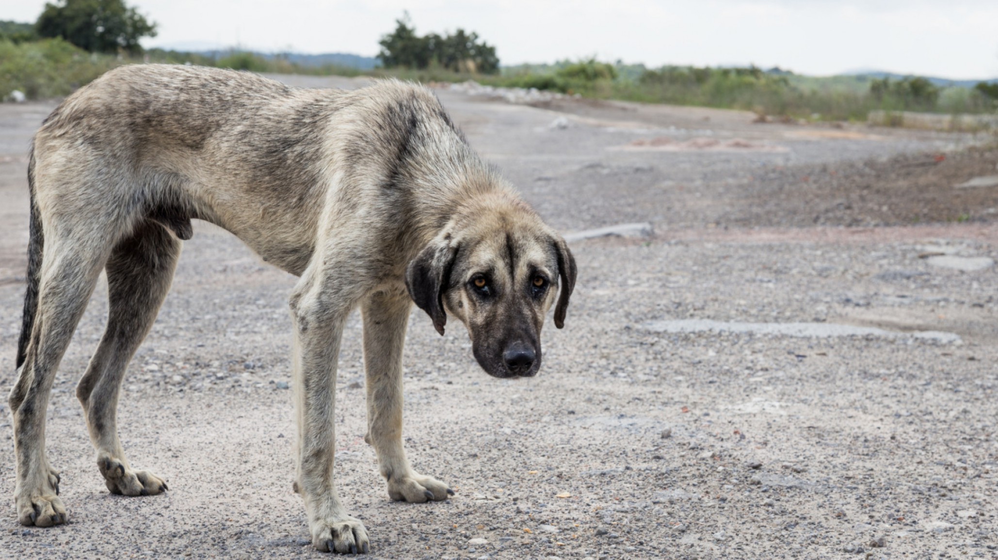 Crueldad sin límites: Prendieron fuego una cucha comunitarias donde dormían tres perros