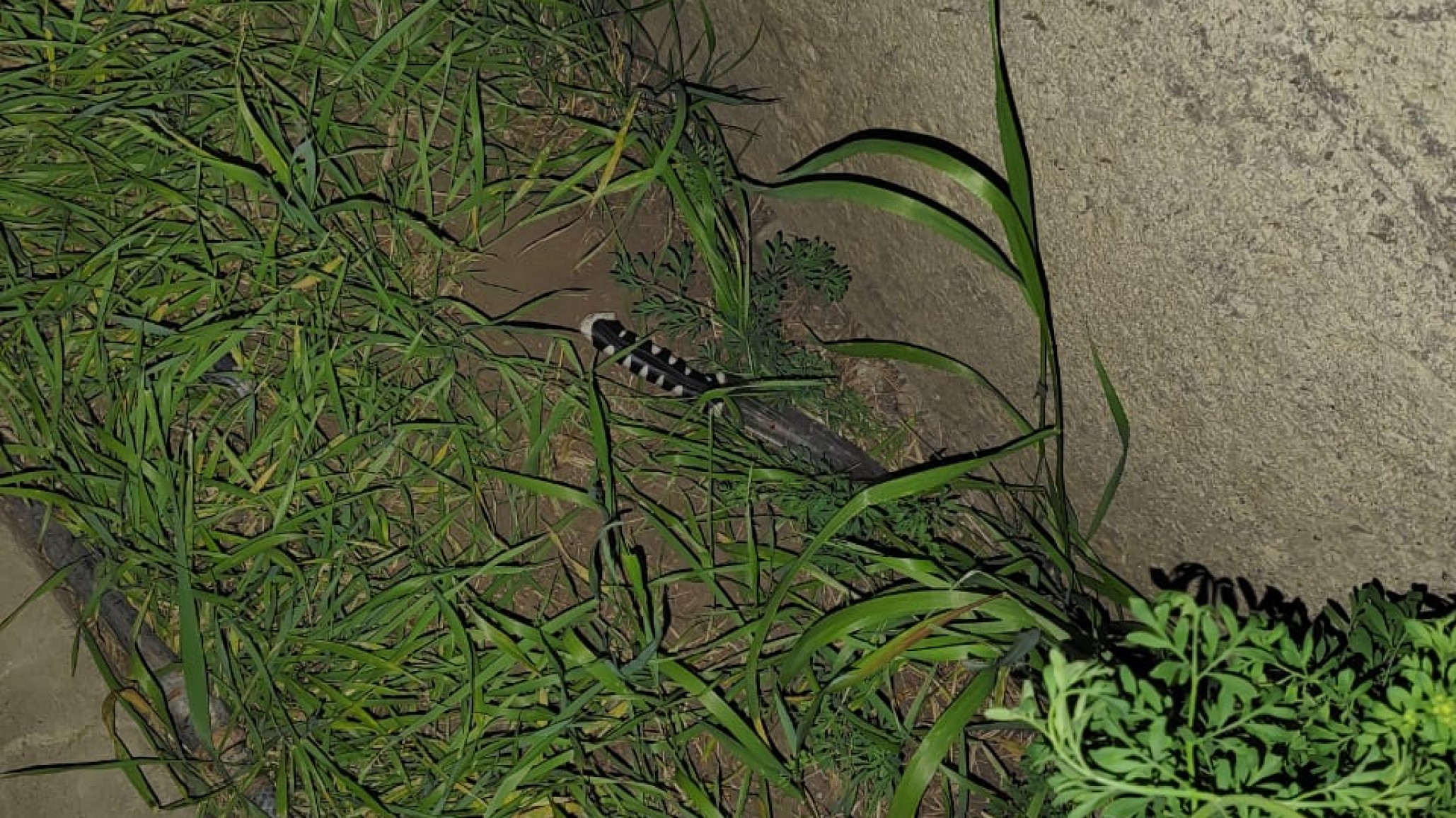 Apuñalaron a menor de 13 años y esta gravemente herido